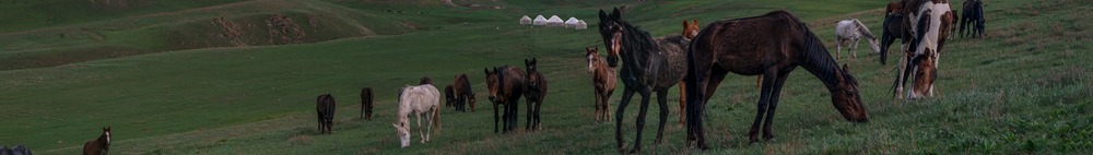 A herd of horses grazes peacefully in the lush grasslands of the Steppes of Kyrgyzstan, with traditional yurts visible in the background.