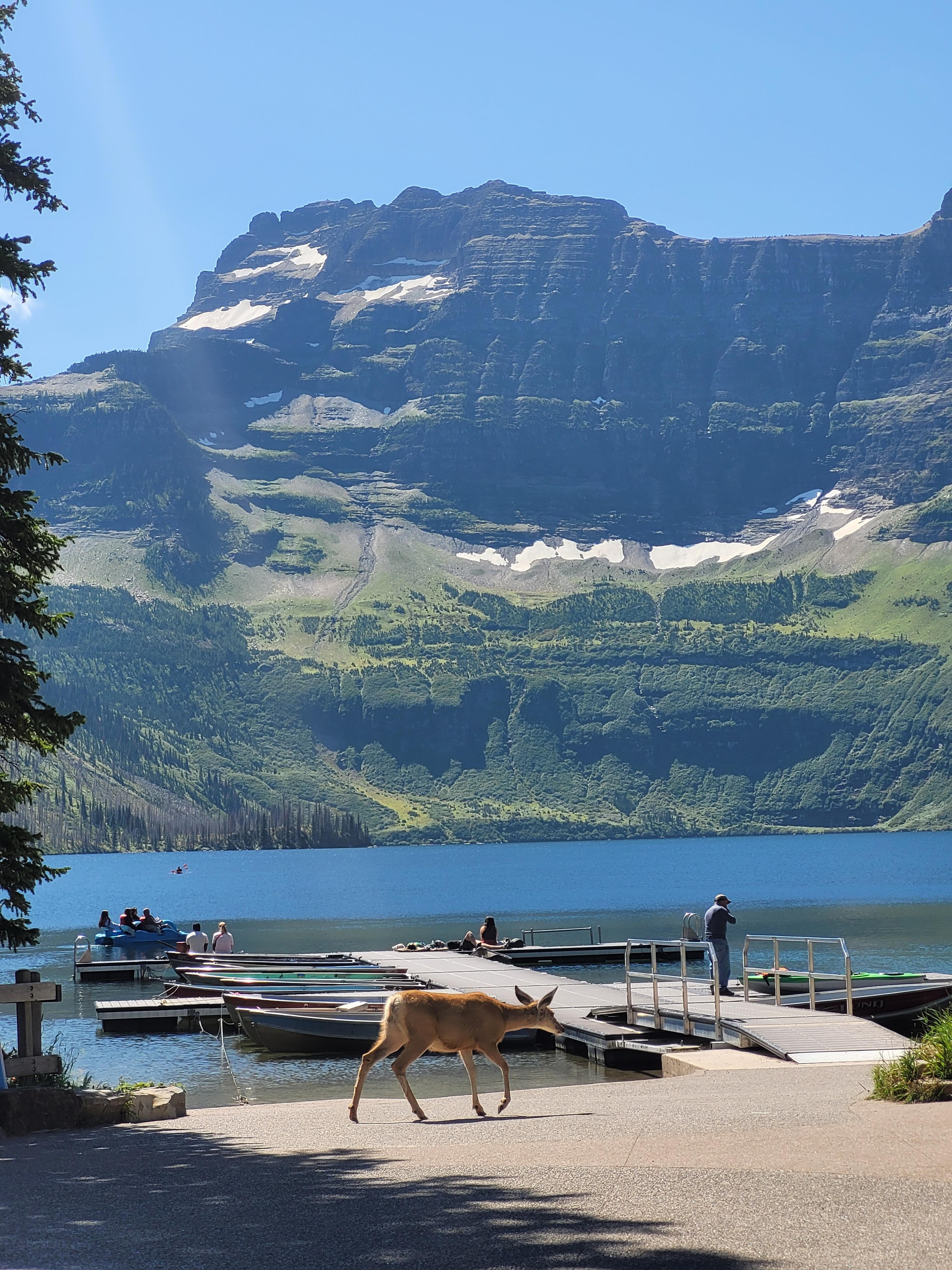 A deer walks near the dock on Cameron Lake in Waterton National Park, with a majestic mountain as the backdrop.
