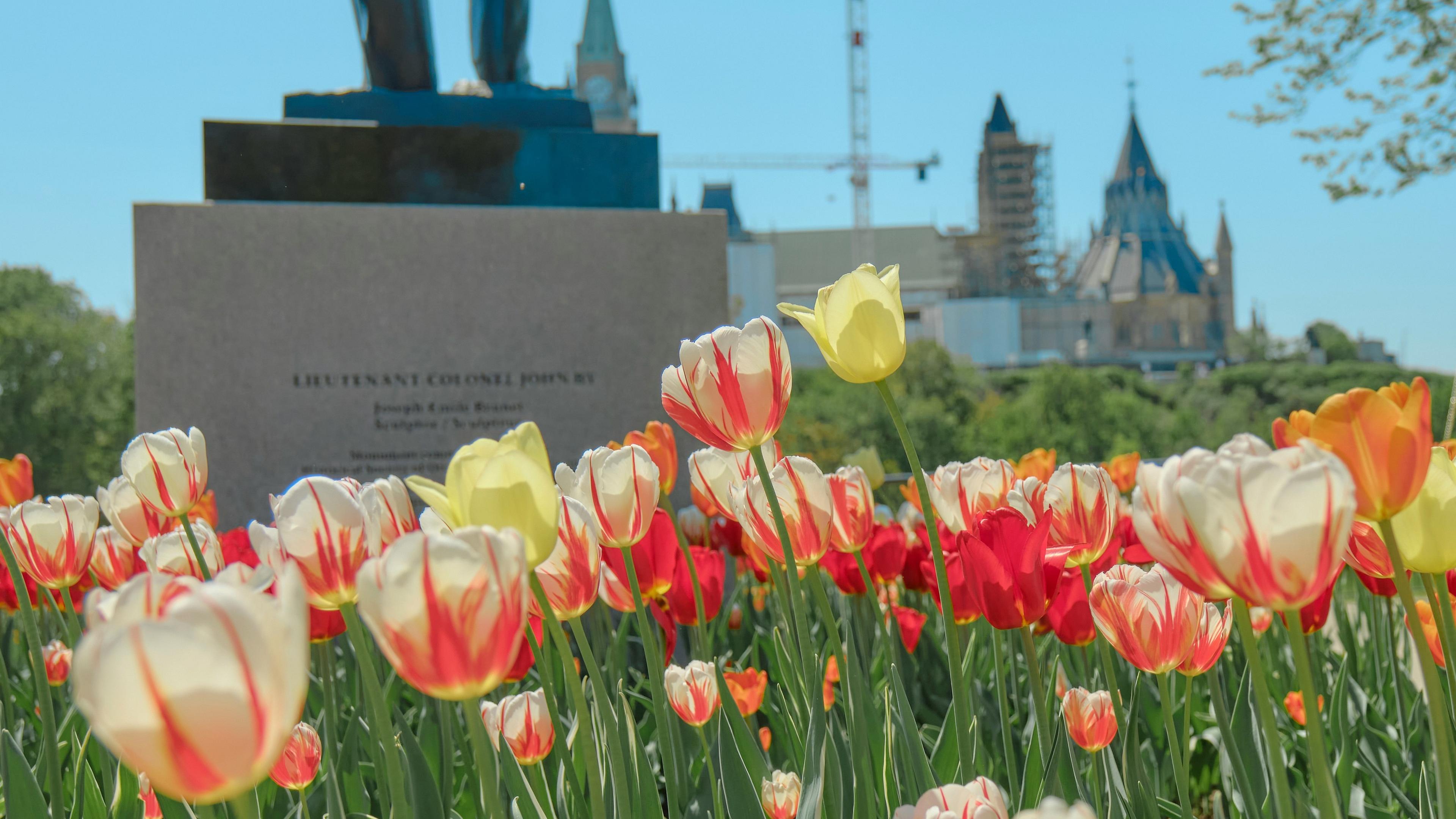 Colorful tulips bloom in front of a monument, with the Canadian Parliament buildings visible in the background.
