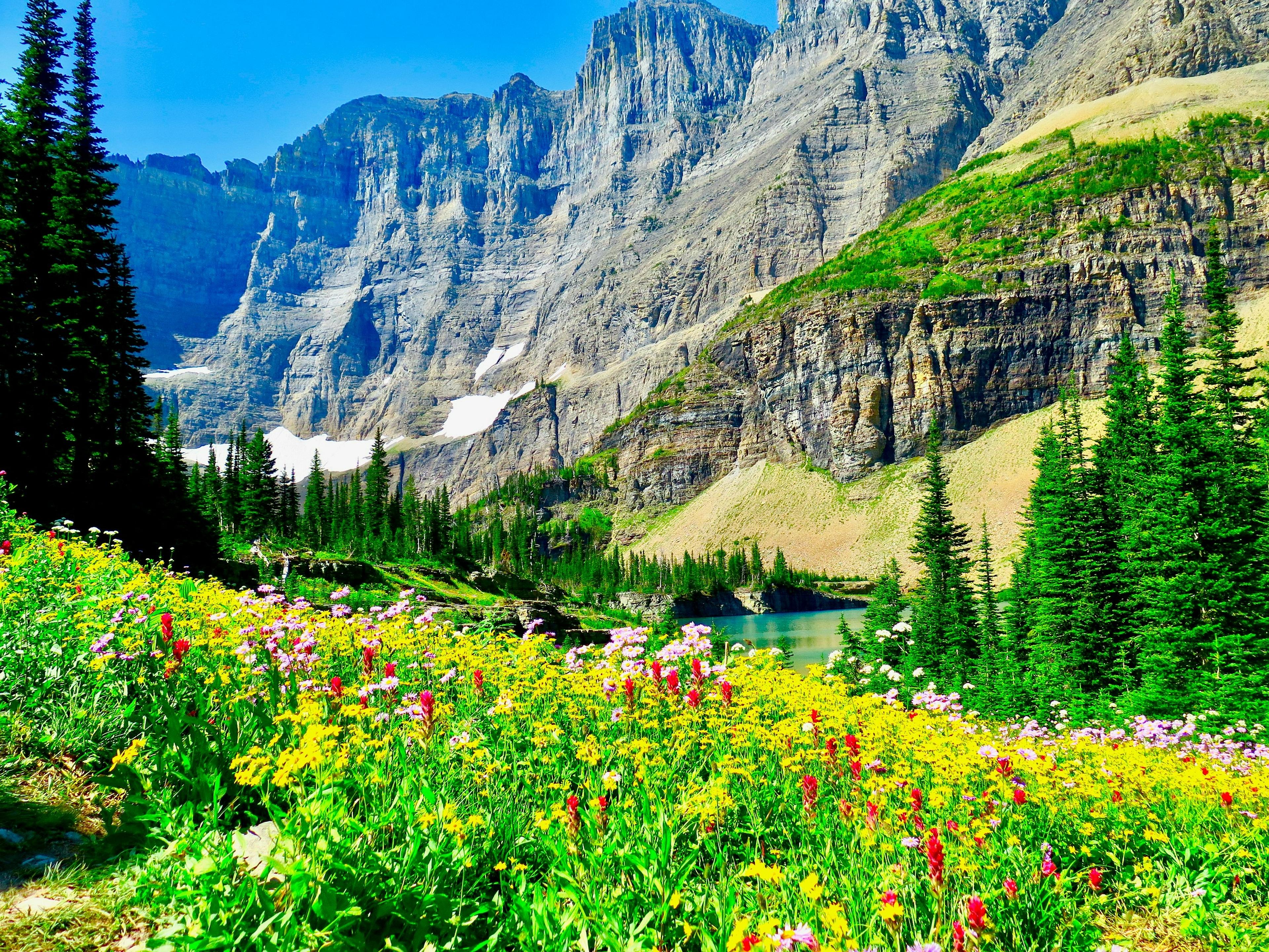 A vibrant meadow of wildflowers set against the towering cliffs and serene waters of Glacier National Park in Montana.