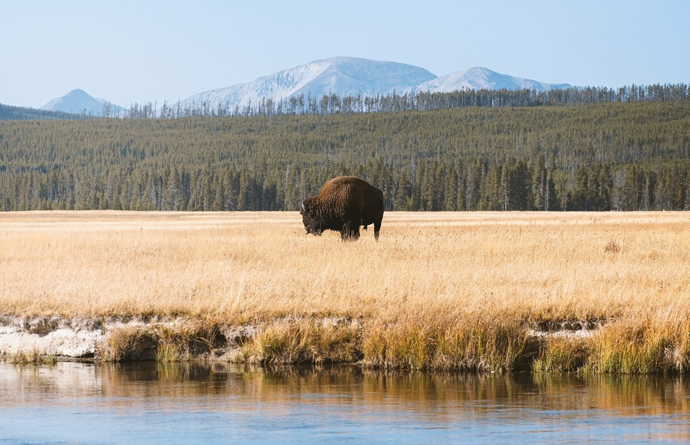 A solitary bison grazes in the expansive grasslands of Yellowstone National Park, backed by forested hills and distant mountains.