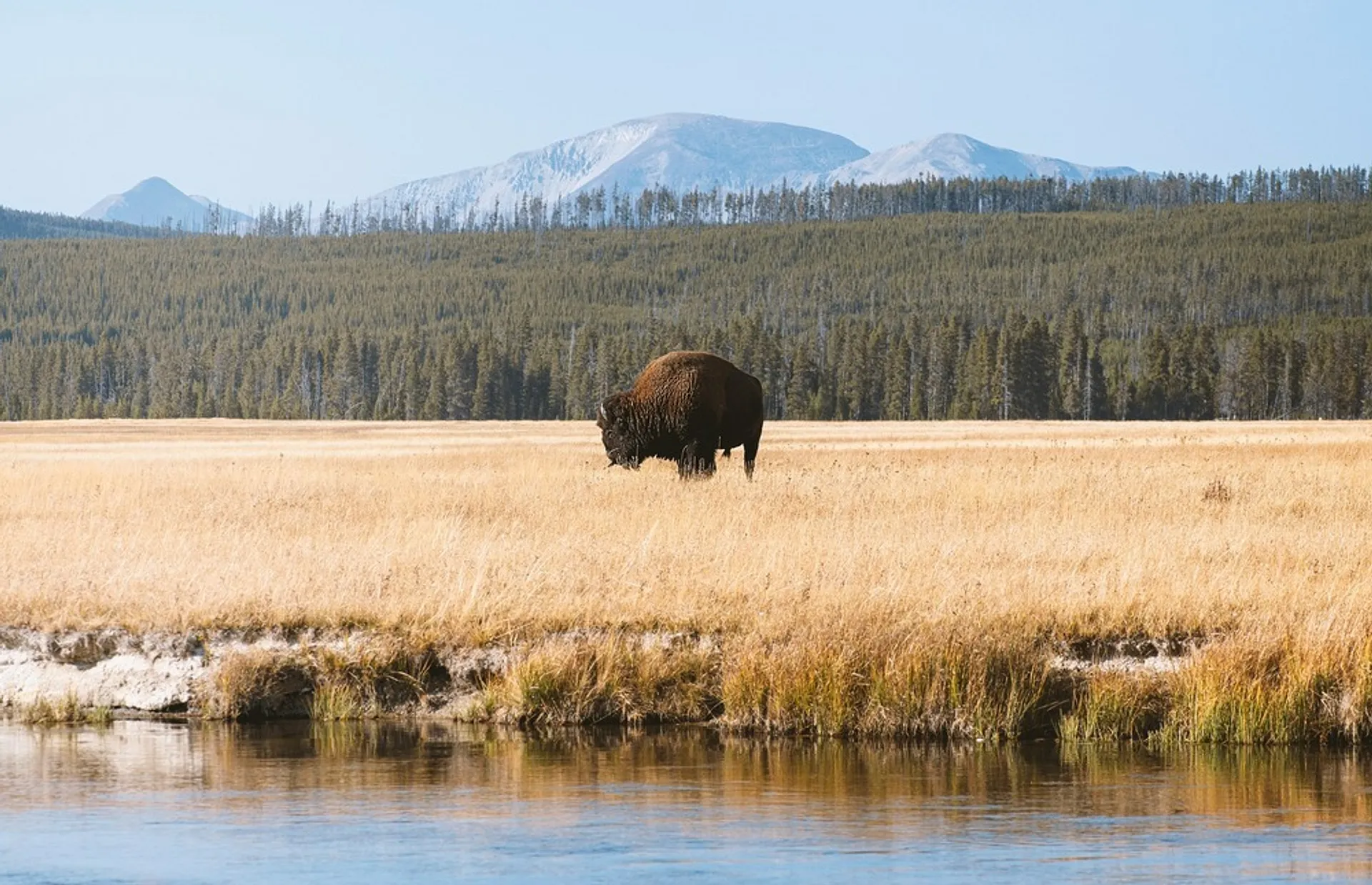 A solitary bison grazes in the expansive grasslands of Yellowstone National Park, backed by forested hills and distant mountains.