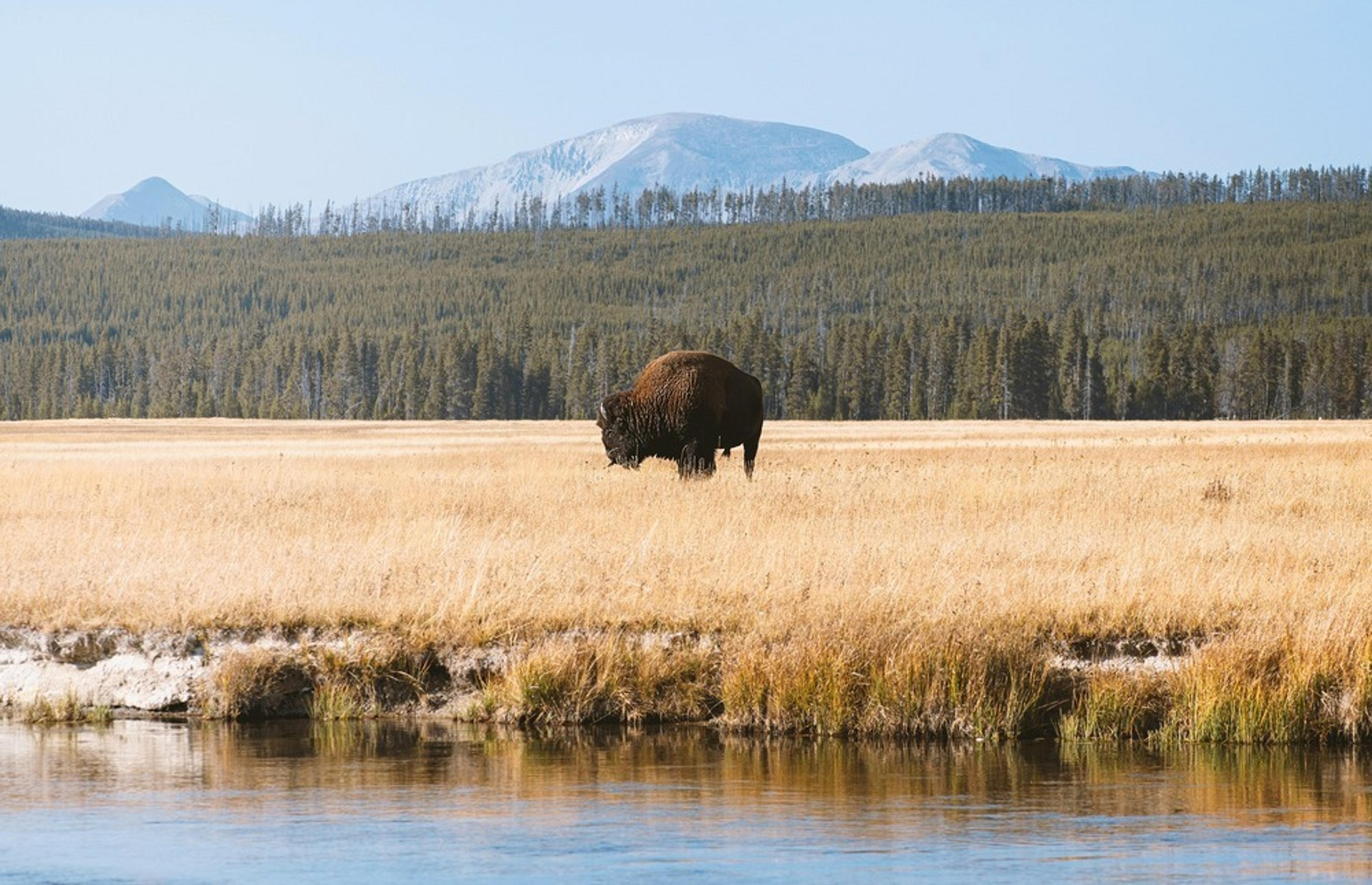 A solitary bison grazes in the expansive grasslands of Yellowstone National Park, backed by forested hills and distant mountains.