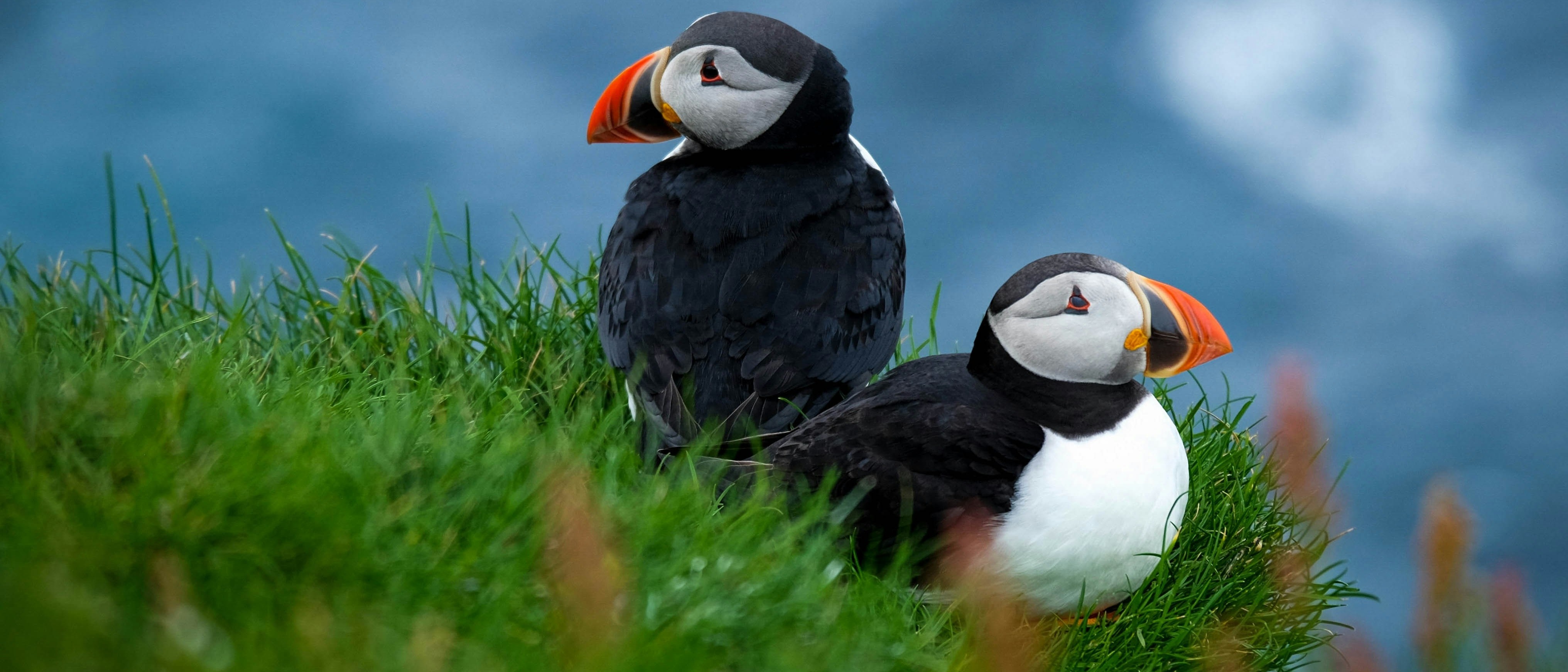 The Faroe Islands  in £220s-£300s rtn