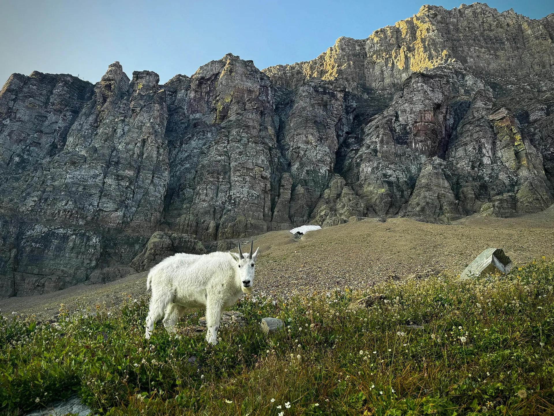 A mountain goat stands amidst wildflowers with a rocky cliff towering above in Glacier National Park.