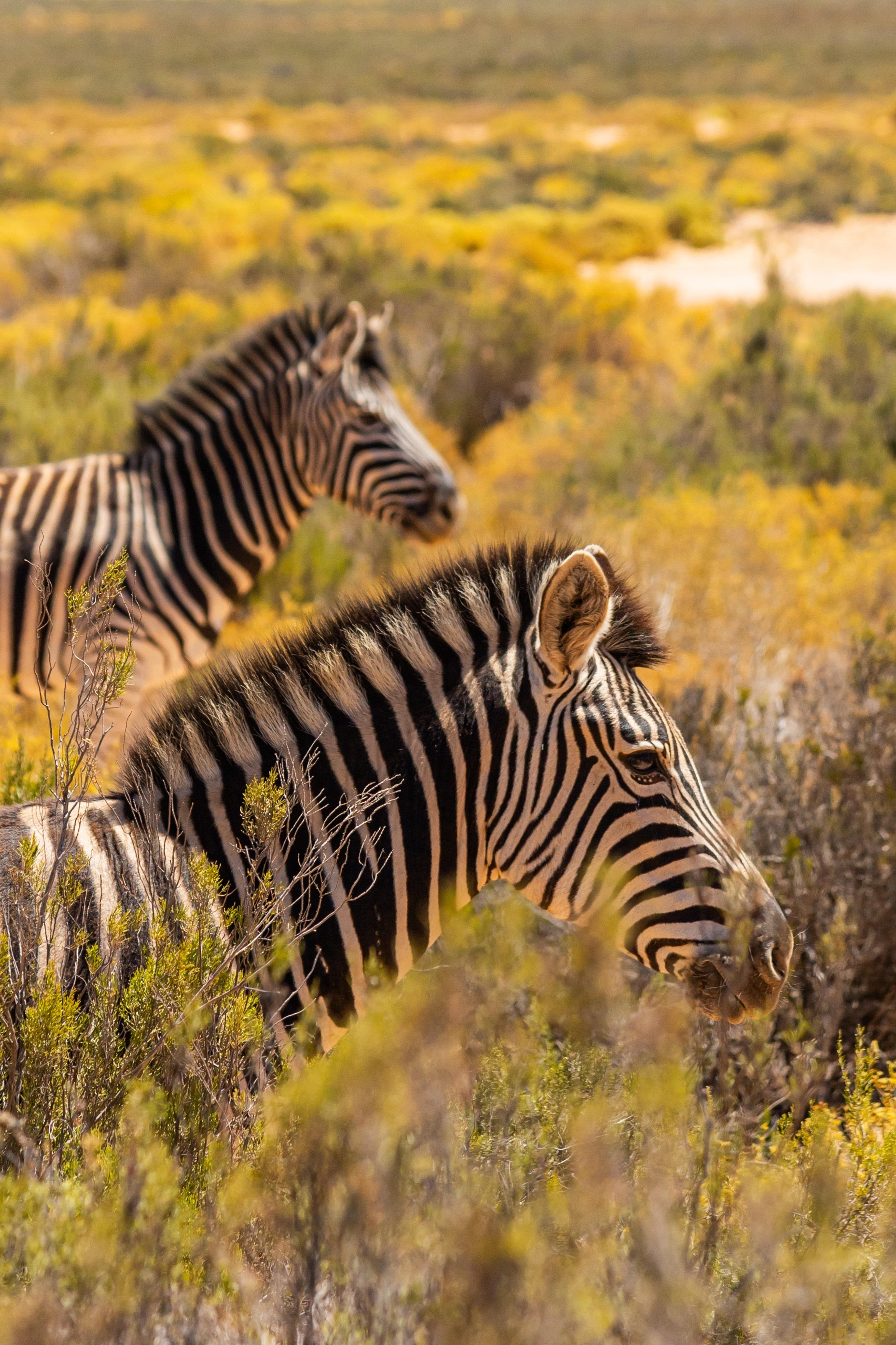 Dream safari memories