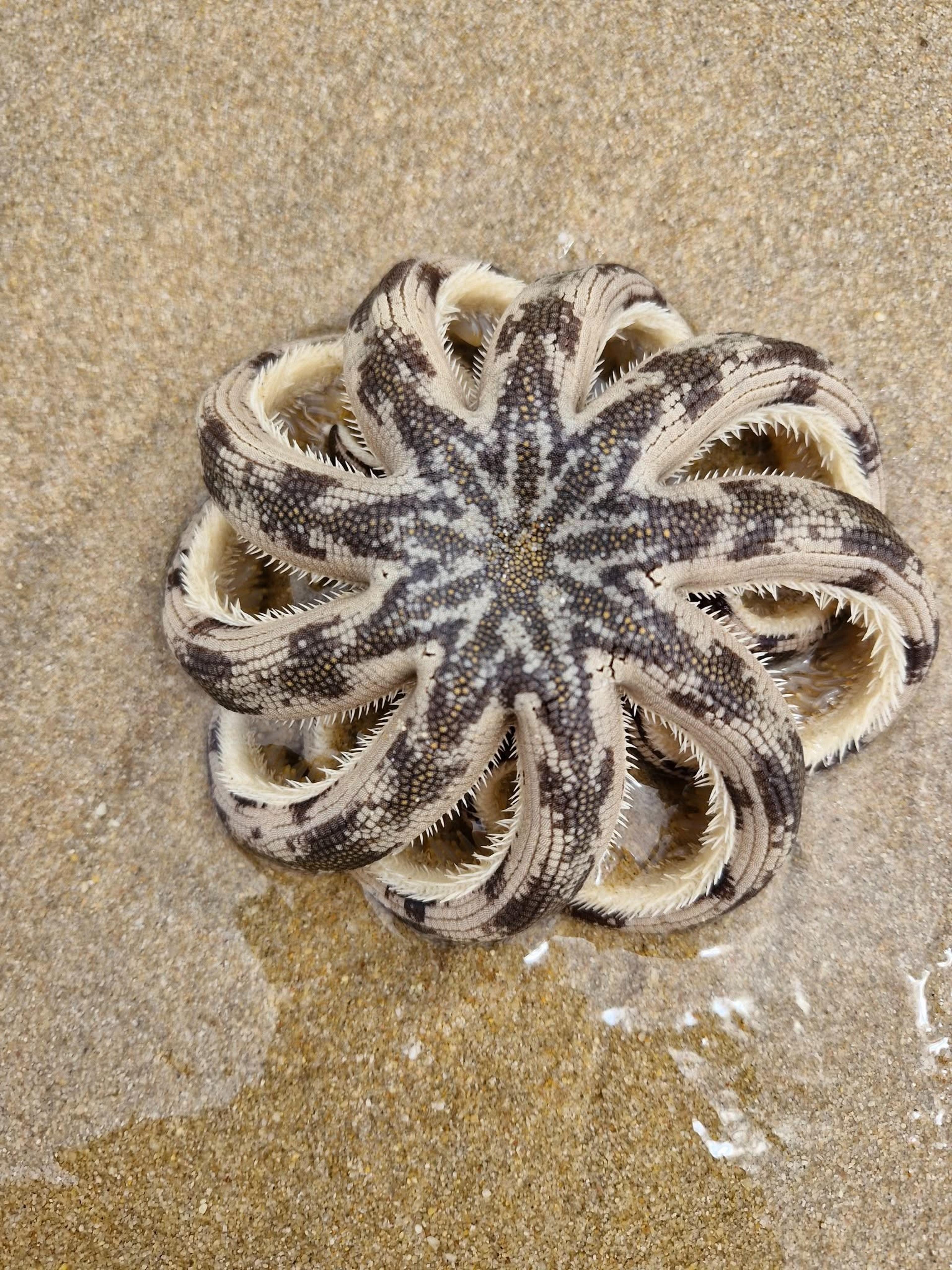 A patterned sea creature.