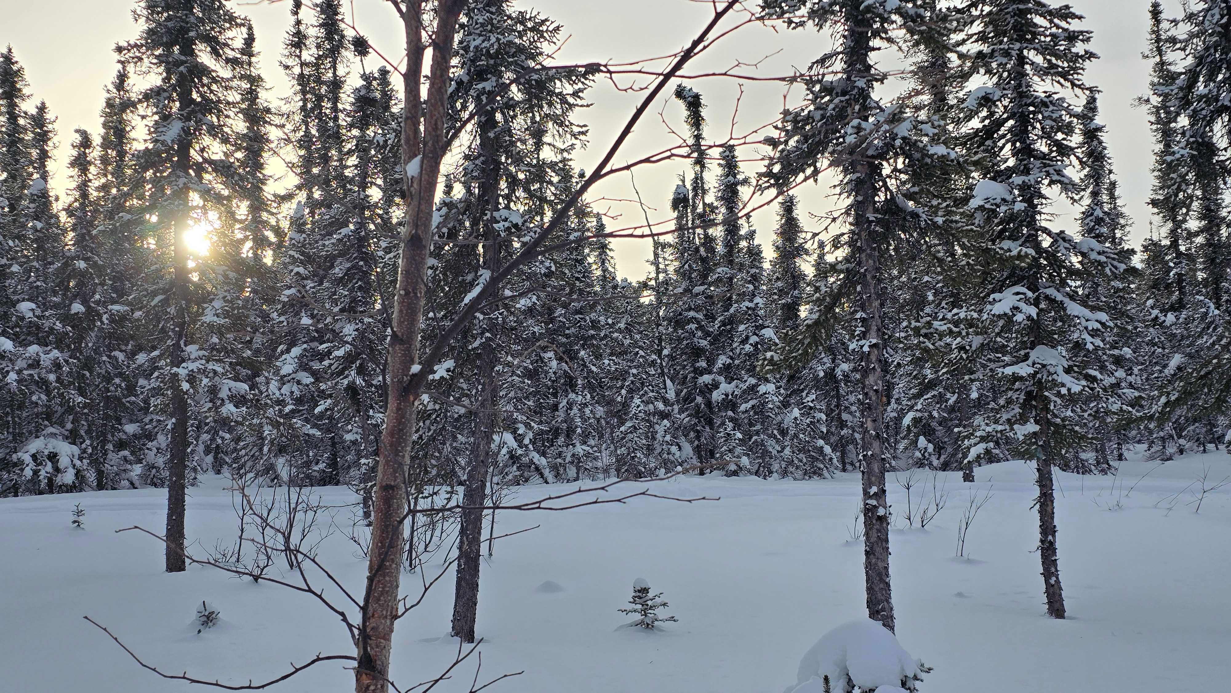 Sunlight gently pierces through snow-covered trees in a serene winter forest.