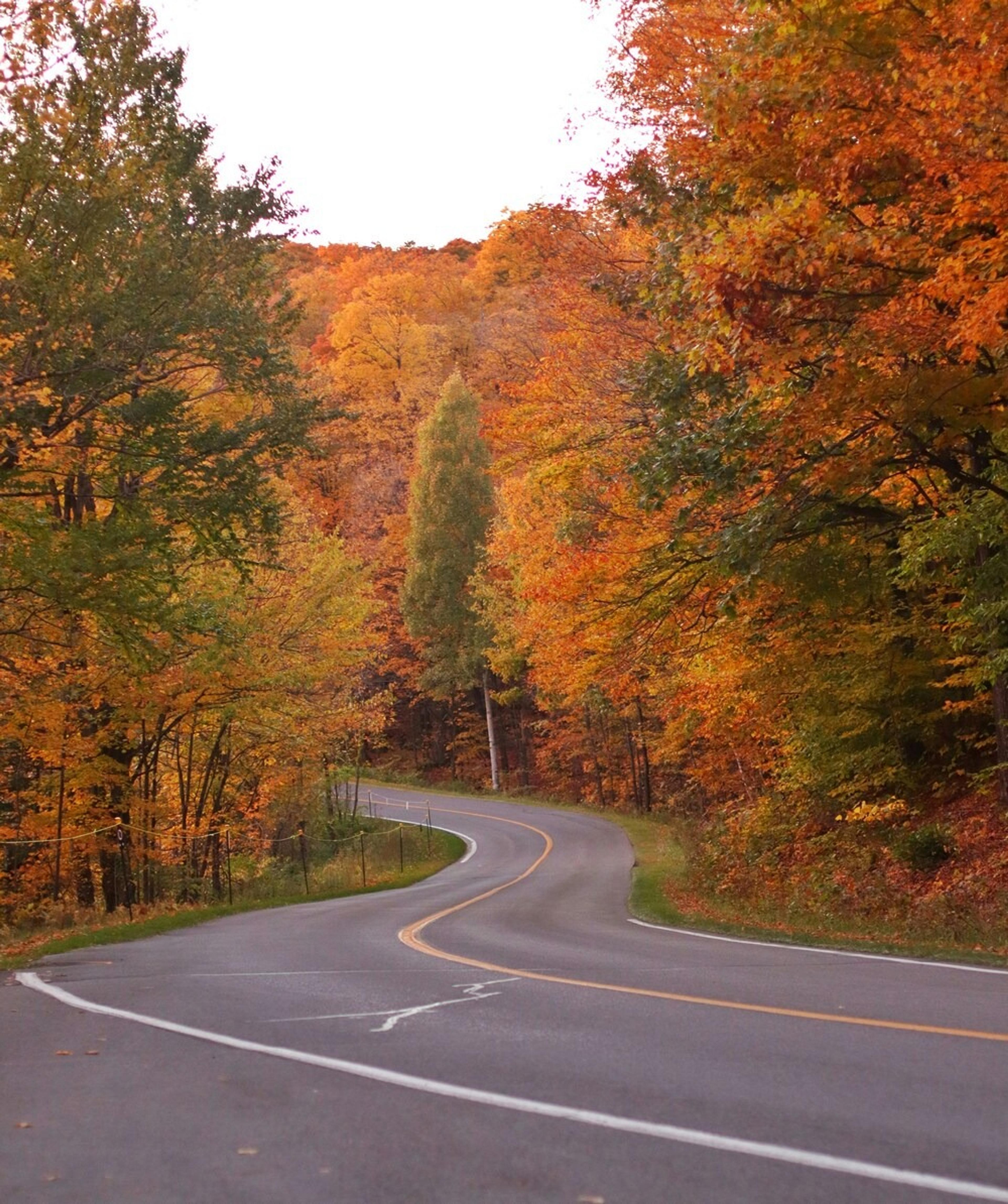 Winding road surrounded by red, yellow and orange foliage.