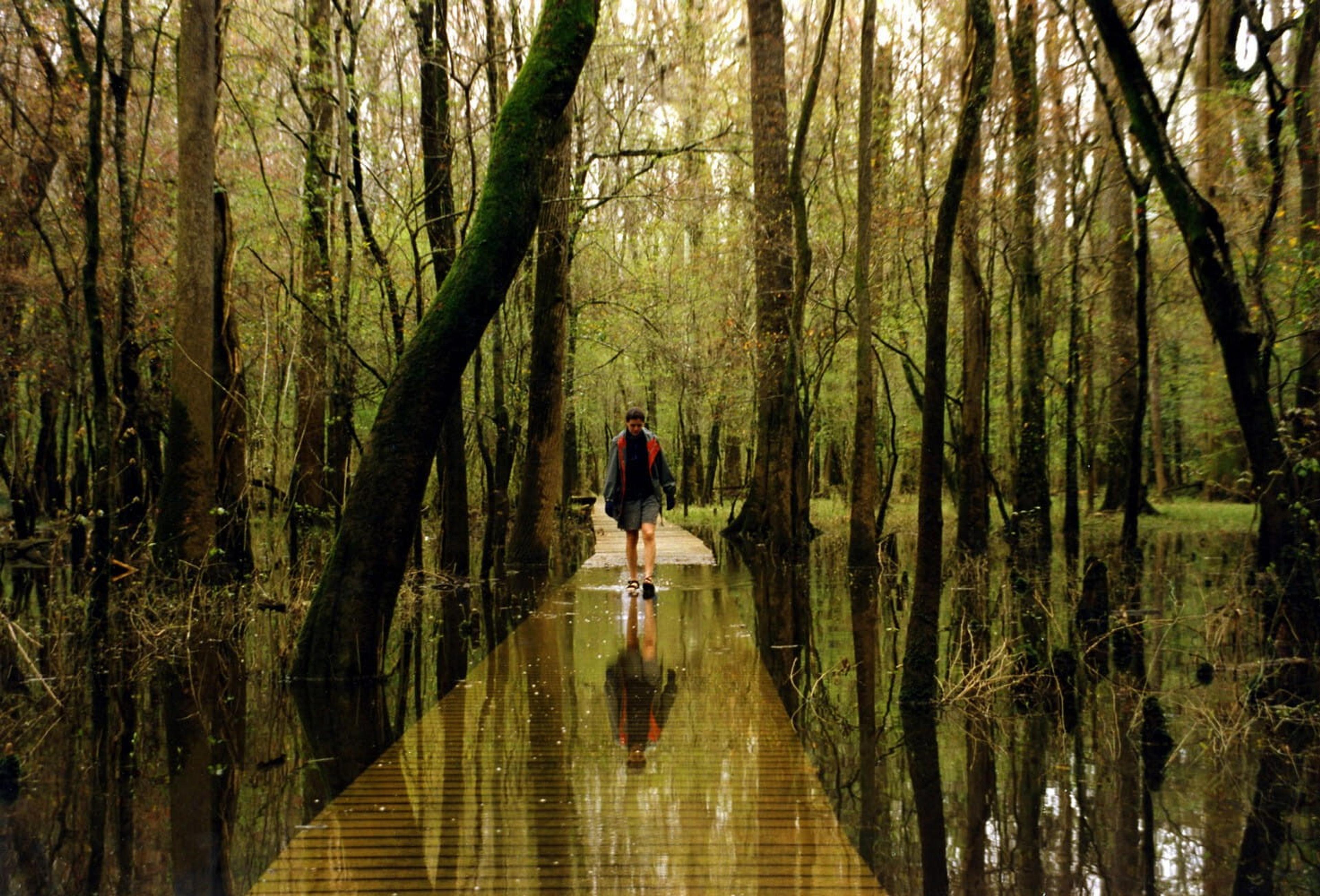 A person walks along a wooden boardwalk through the serene, flooded landscape of the Congaree National Park in South Carolina.