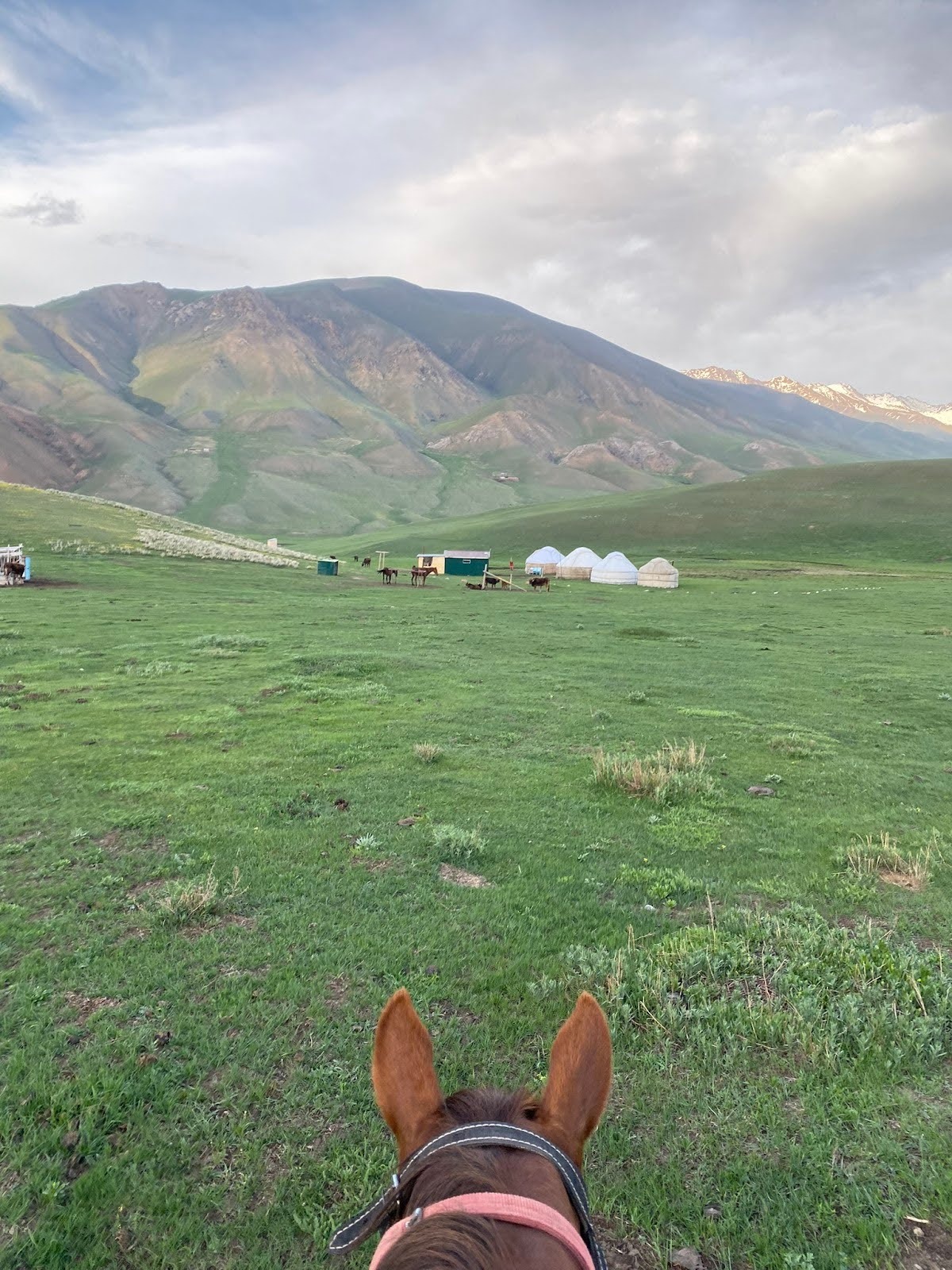 A view of yurts and grazing animals against the backdrop of lush green mountains in a Kyrgyzstan landscape.