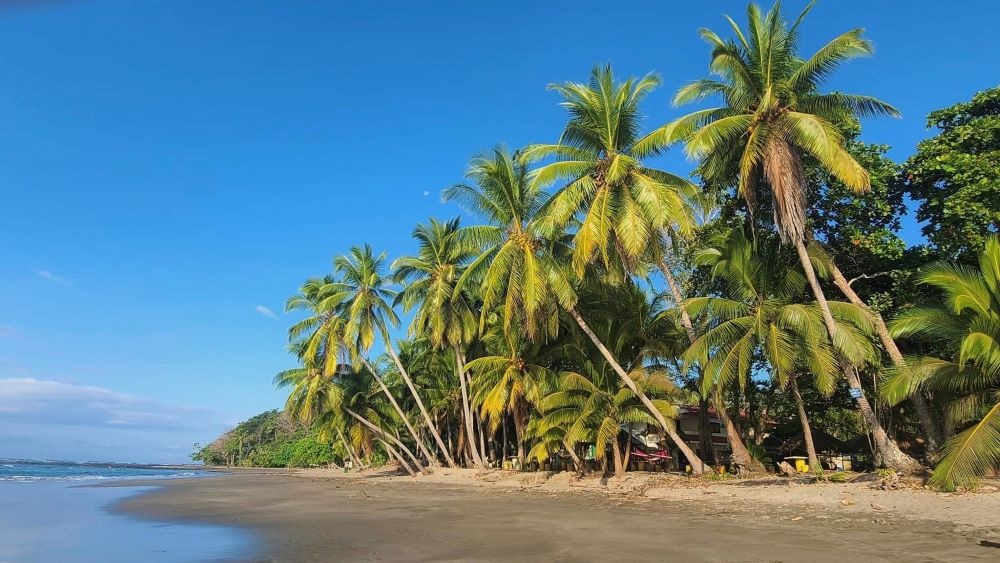 A serene view of Playa Coyote in Costa Rica with palm trees lining the beach against a clear blue sky.