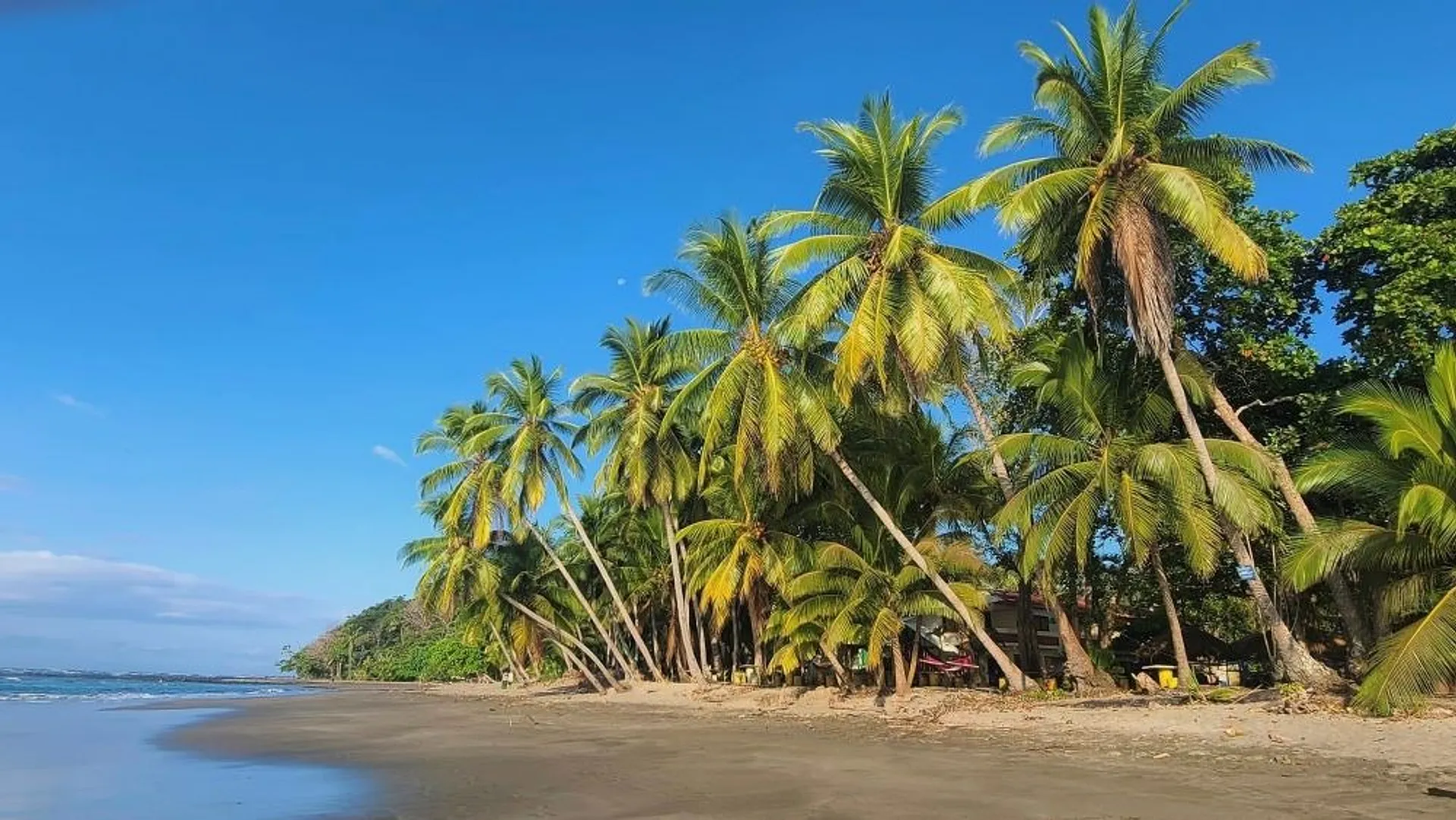 A serene view of Playa Coyote in Costa Rica with palm trees lining the beach against a clear blue sky.