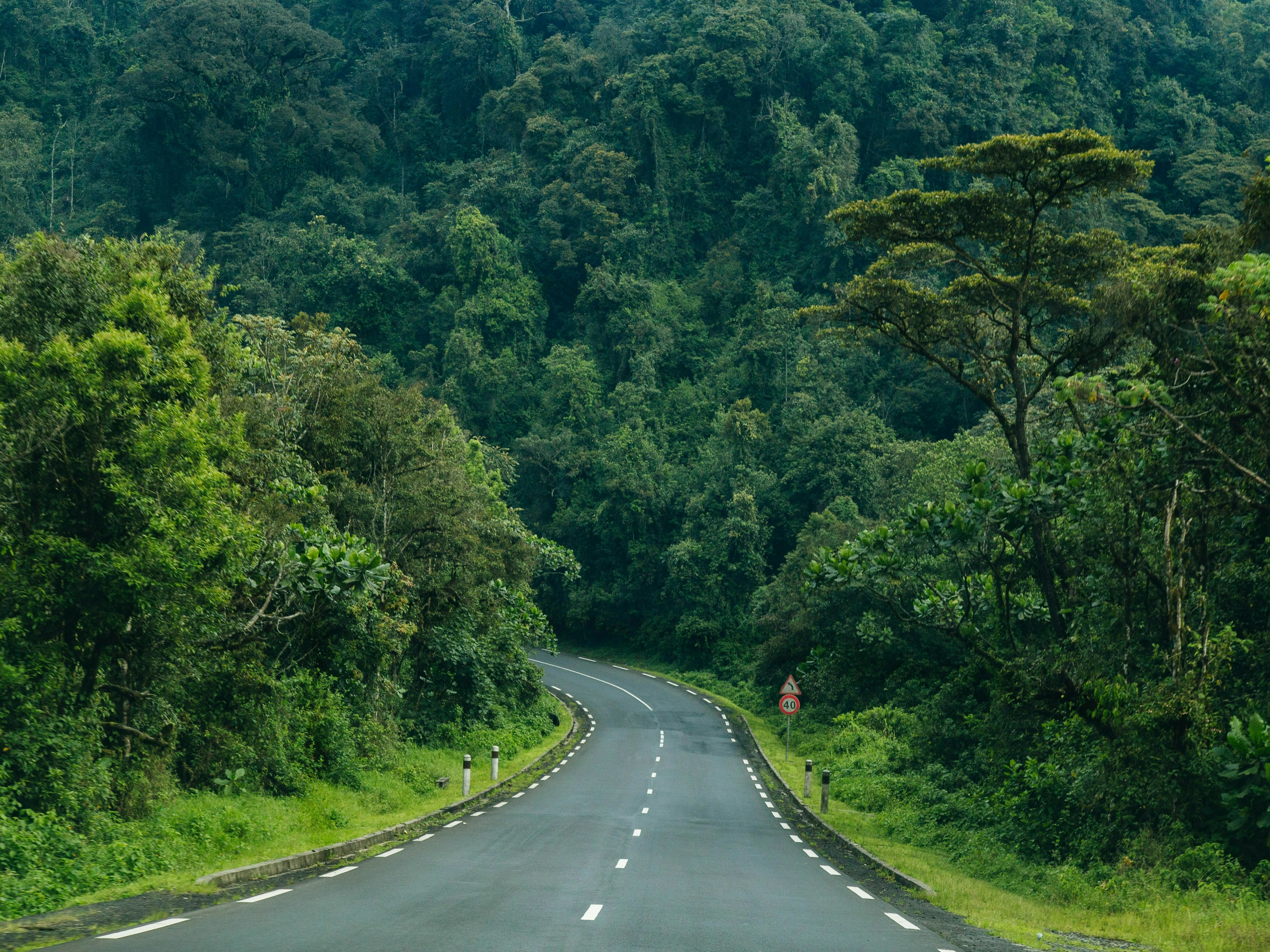 A winding road cuts through the lush greenery of Bwindi Impenetrable Forest in Uganda.