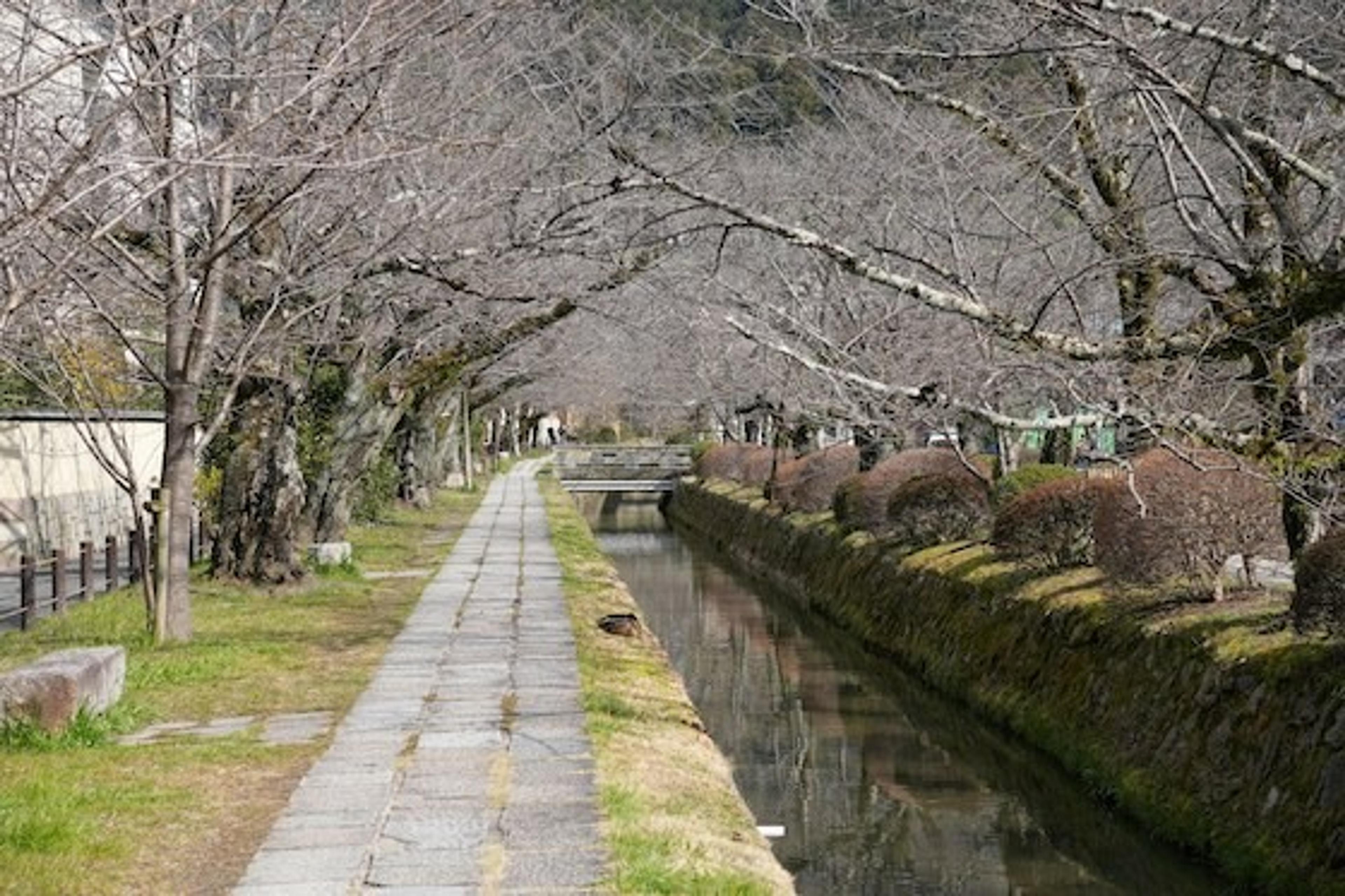 A serene walkway along the Philosopher's Path in Kyoto, Japan, bordered by a tranquil canal and lined with bare cherry blossom trees.
