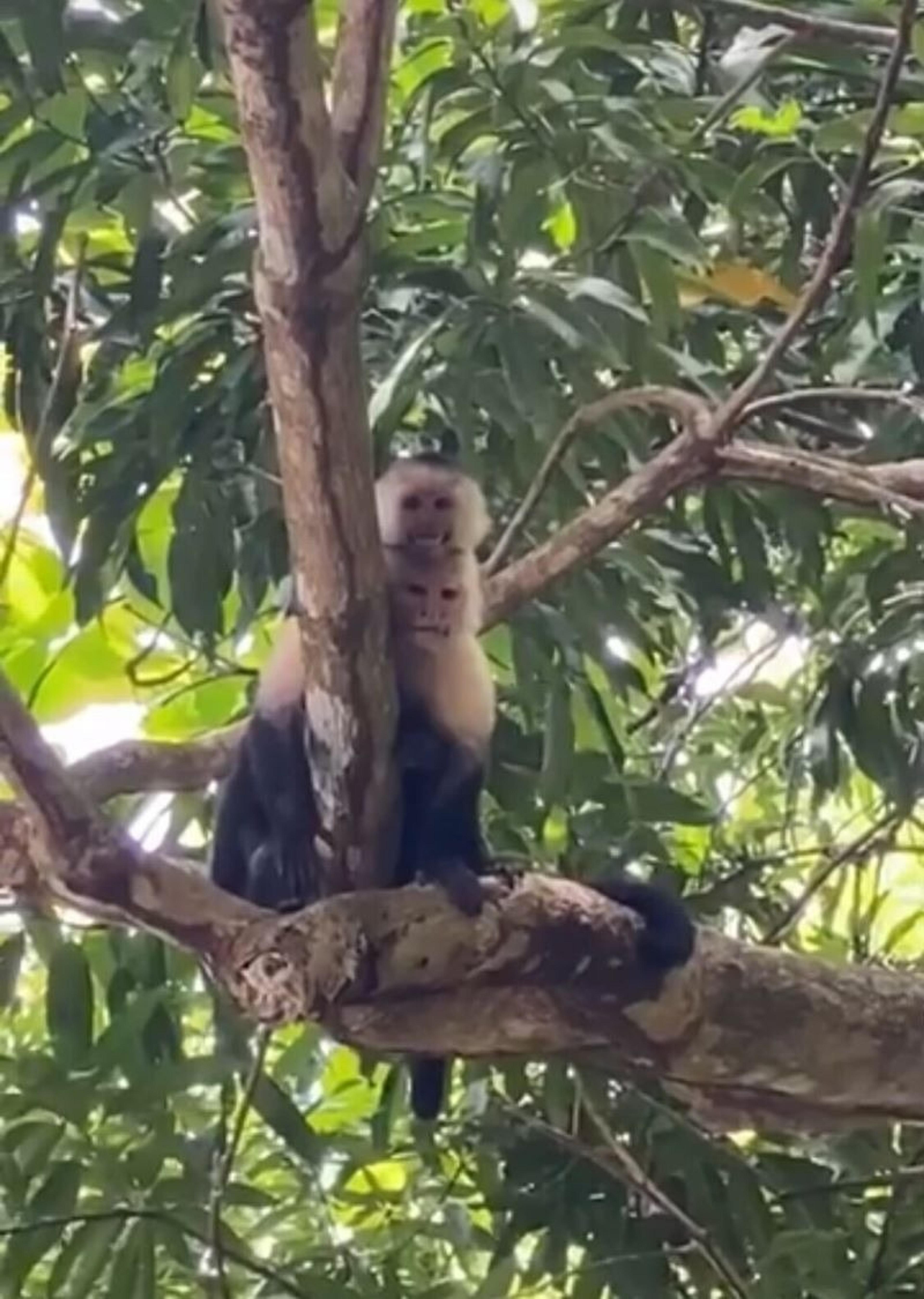 A pair of capuchin monkeys sits on a tree branch surrounded by lush foliage, possibly in a tropical rainforest setting.