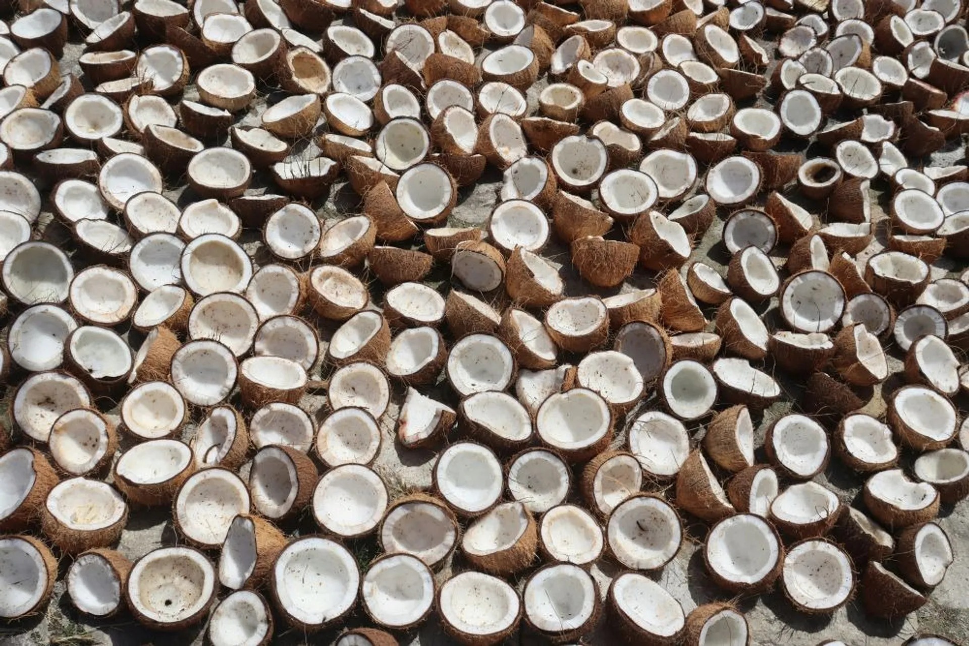 Halved coconuts are spread out across a sunlit surface 