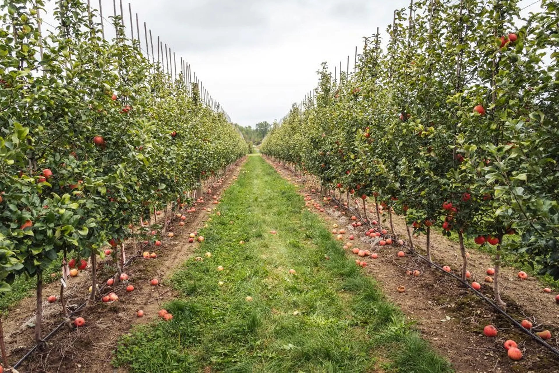 Rows of apple trees laden with fruit stretch across an orchard