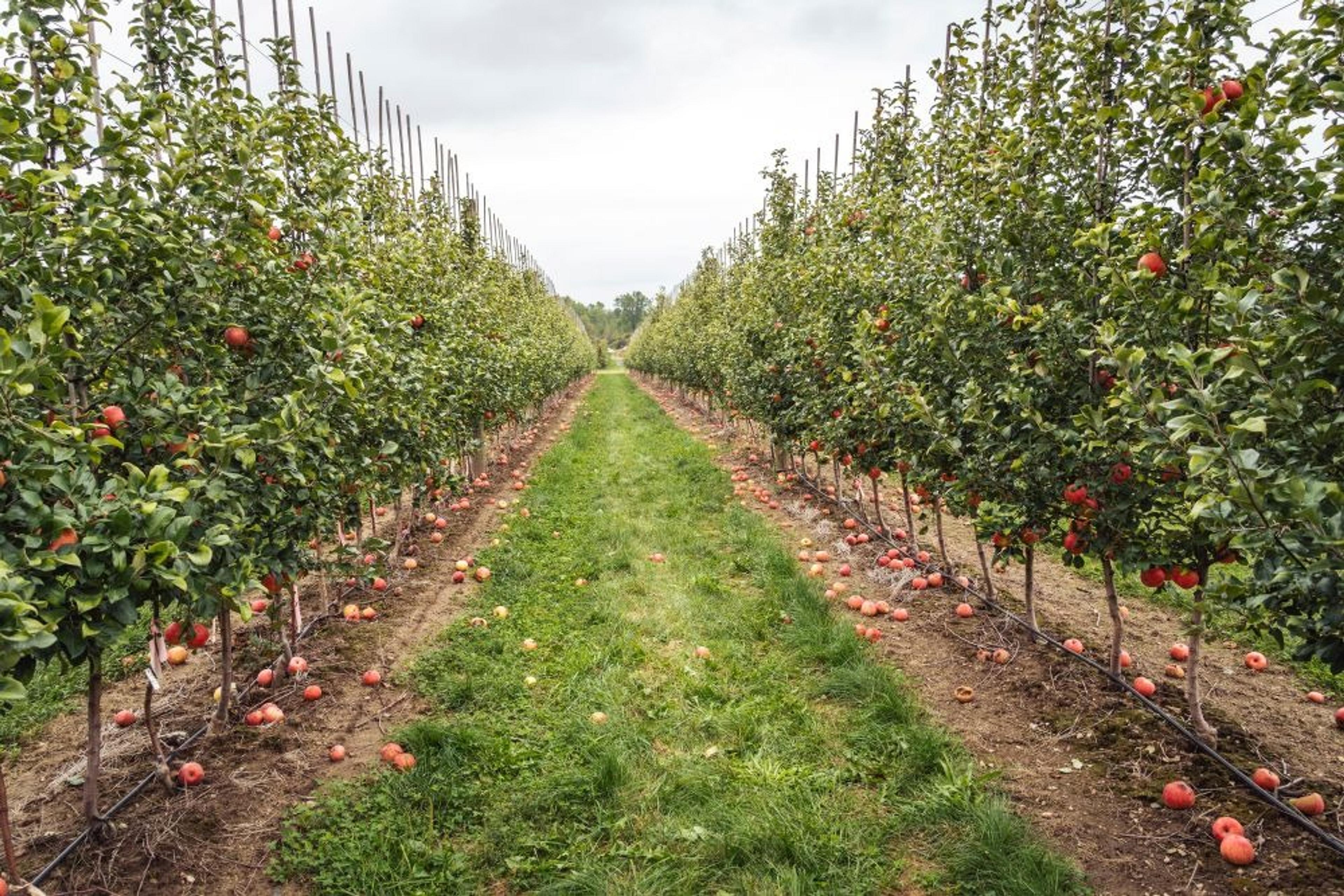 Rows of apple trees laden with fruit stretch across an orchard