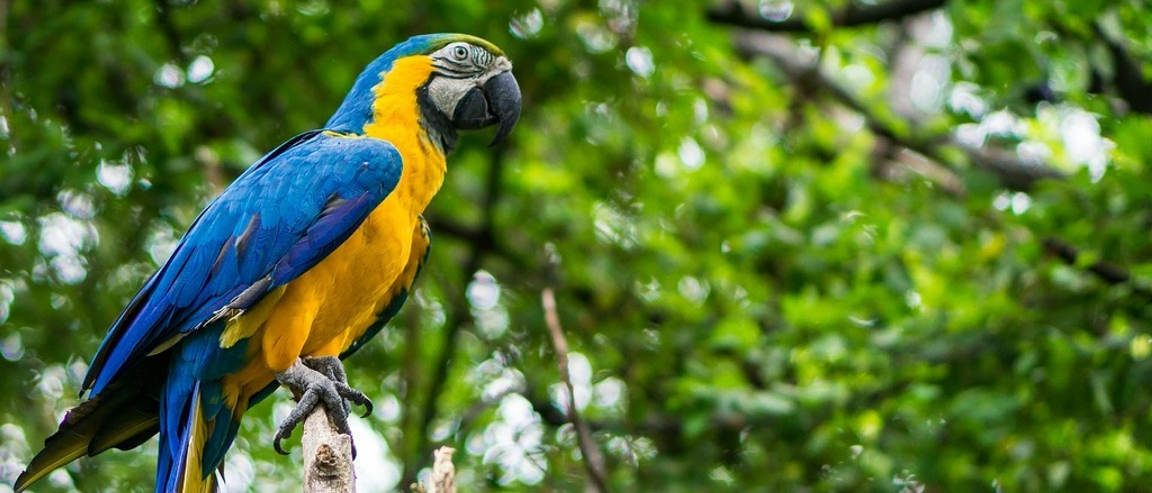 Ecuador  in $350s-$390s RT