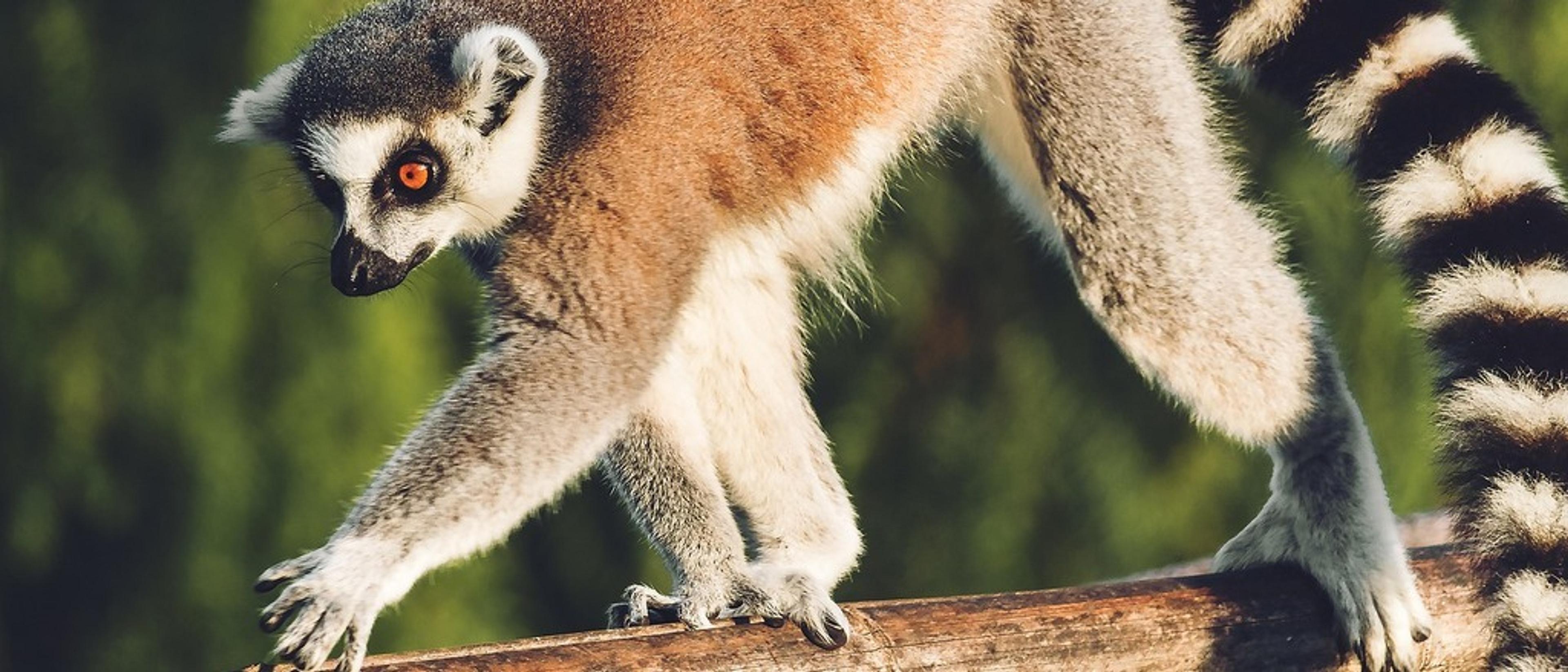 Madagascar 🌿 at £555 rtn