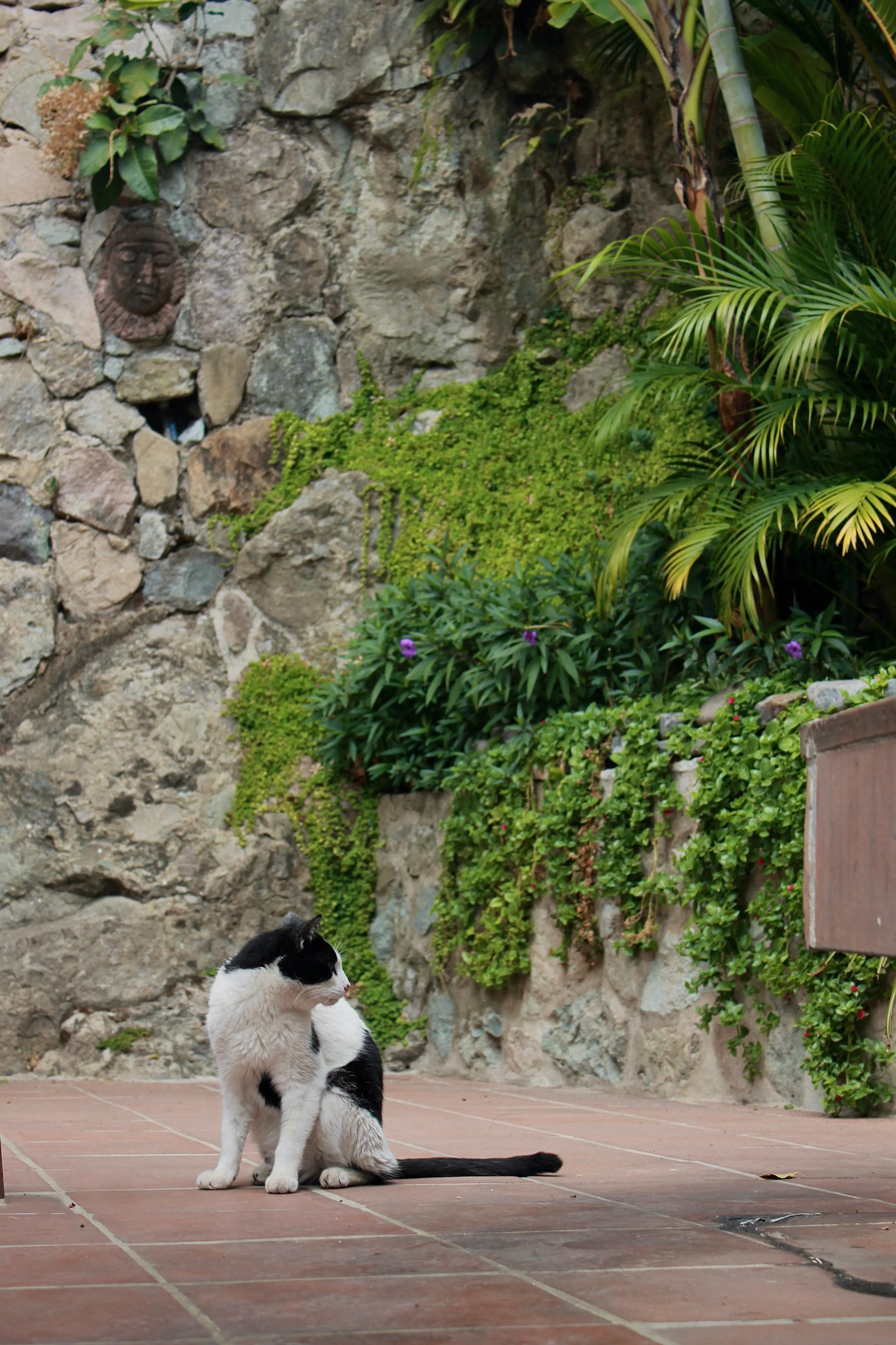 A black and white cat jumped up beside me. I immediately began crying.
