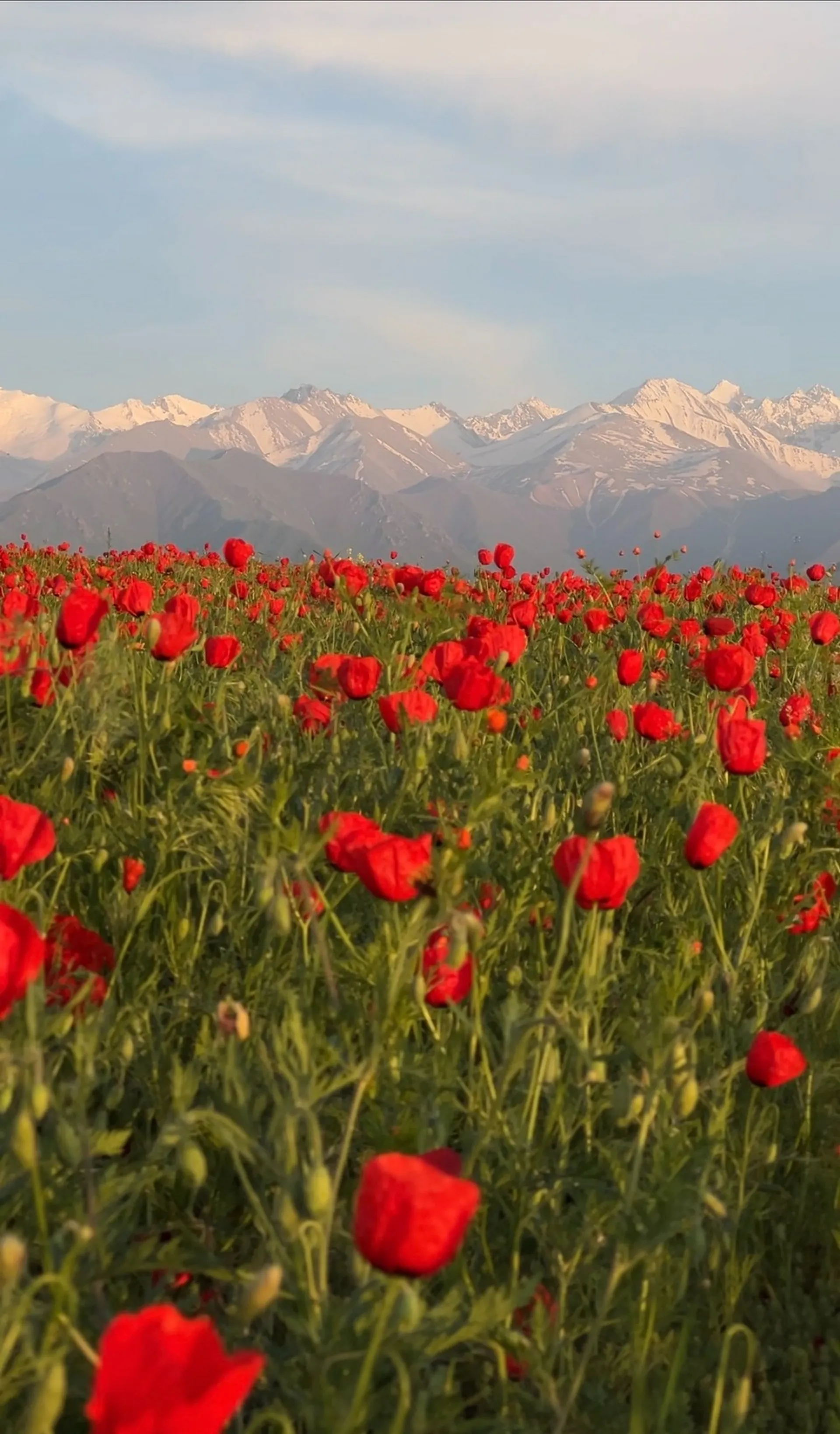 A vibrant field of red poppies stretches towards the snow-capped peaks of the Tien Shan mountains near Bishkek, Kyrgyzstann.