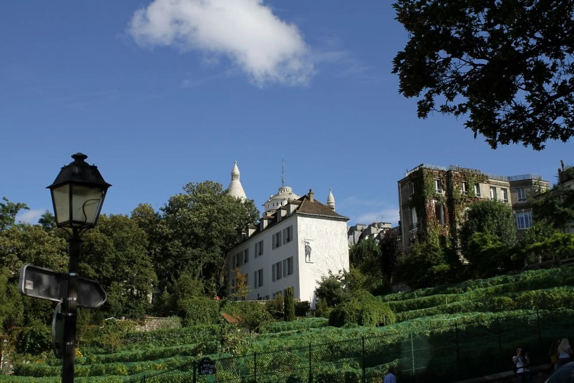 Vineyard