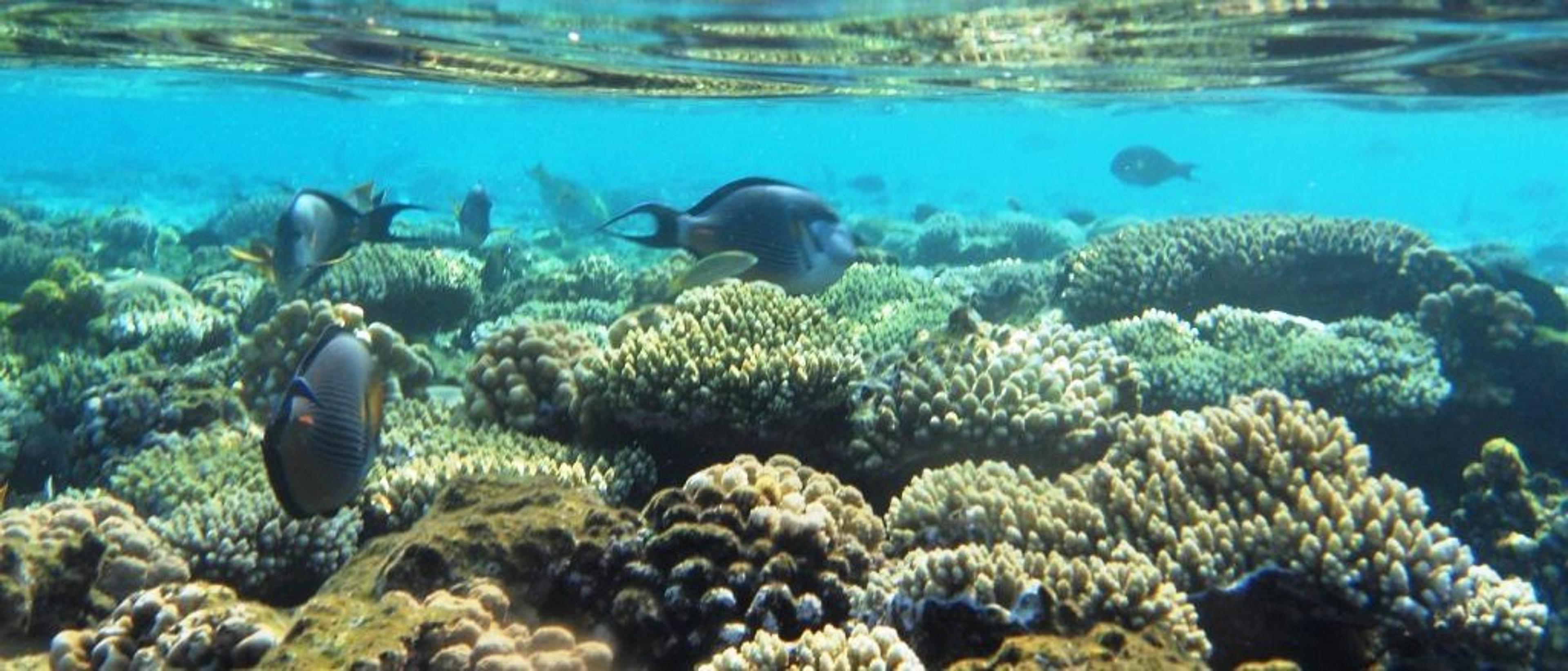 Egypt 🐠 in €110s-€160s rtn 