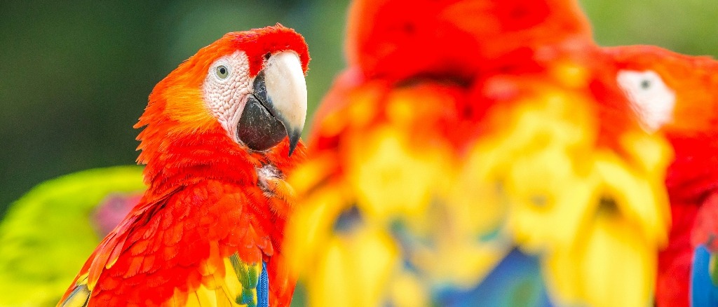 Costa Rica  in $290s-$330s RT