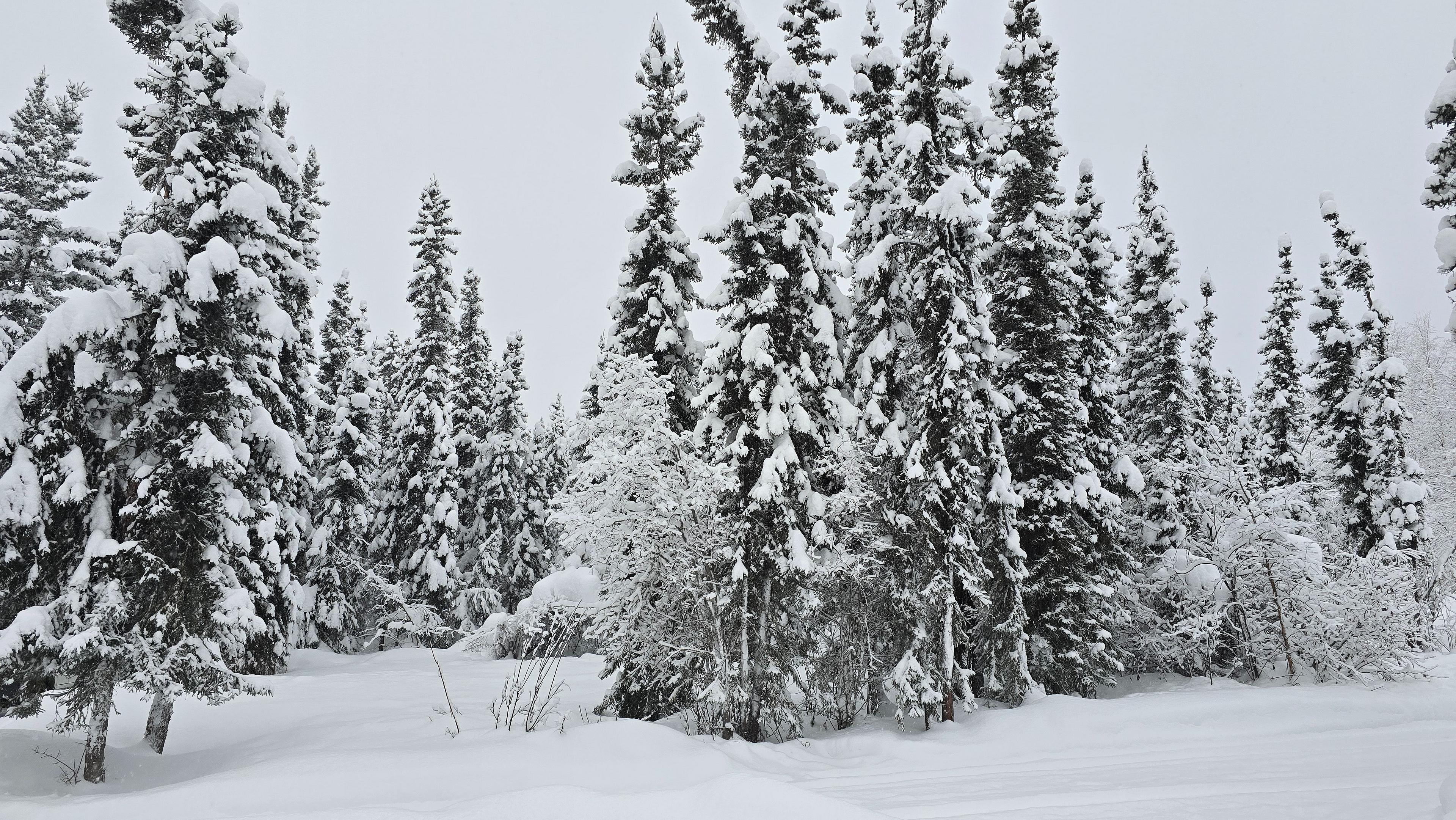 A snow-covered forest landscape in Alaska features tall pine trees blanketed in fresh snow.