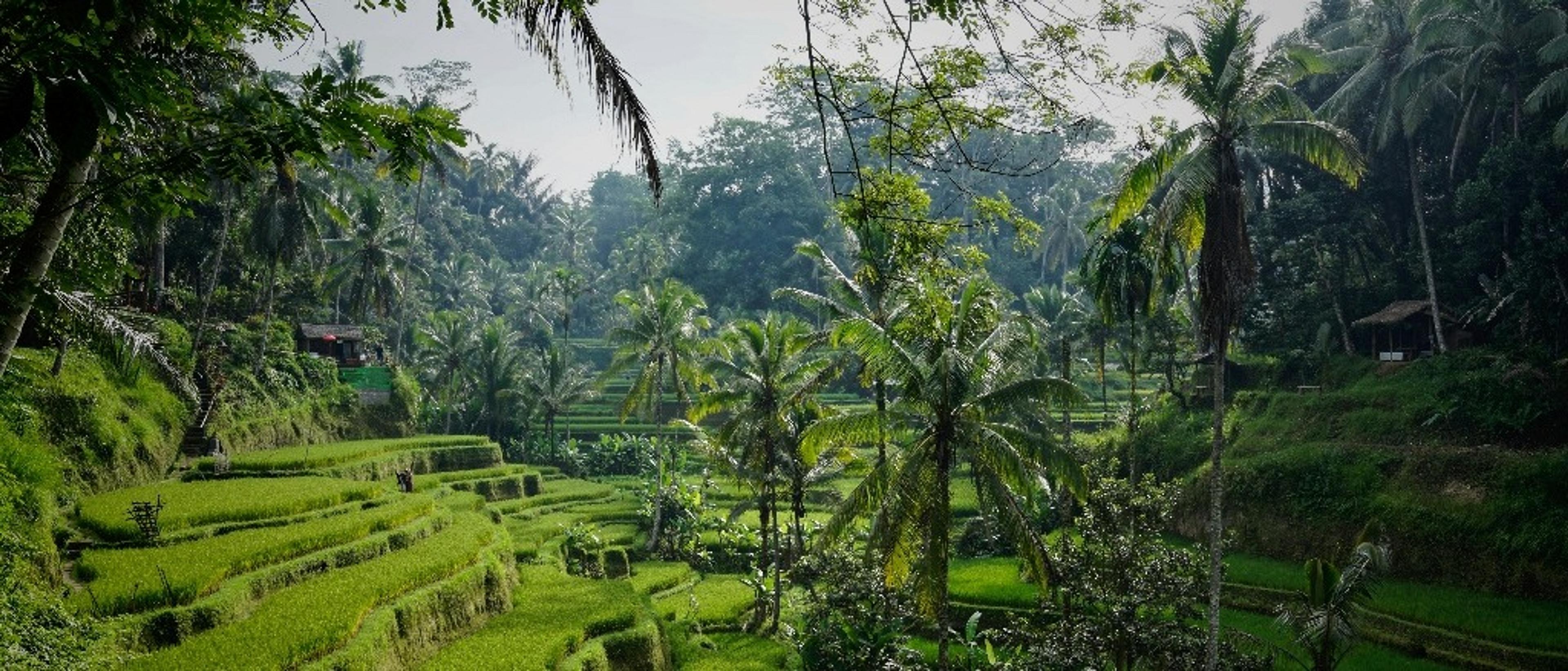 Bali  in £470s-£550s & €500s-€520s rtn