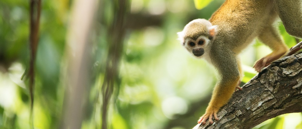 New York/Tampa/Orlando to Suriname  in $360s-$450s RT