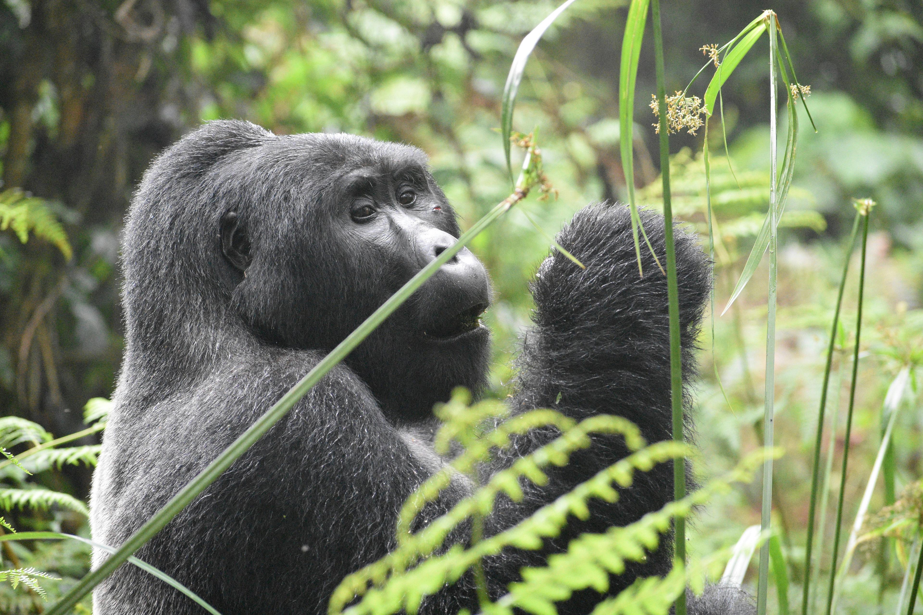 A mountain gorilla forages amidst lush foliage, likely in Volcanoes National Park, Rwanda