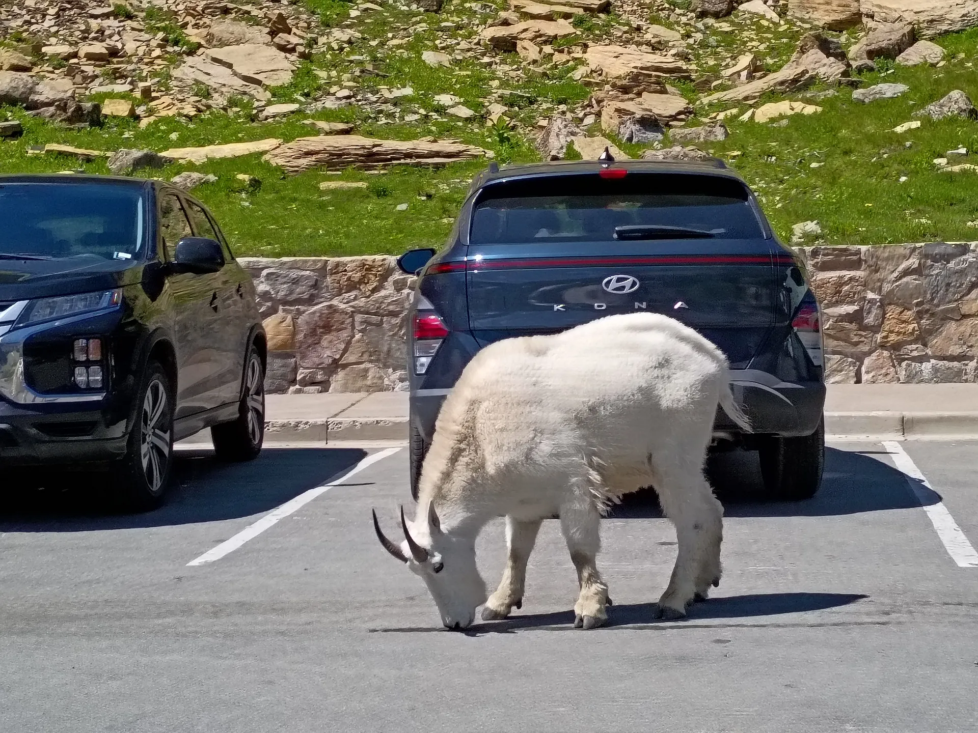 a fluffy white mountain goat sniffs the ground in a parking lot surrounded by greenery