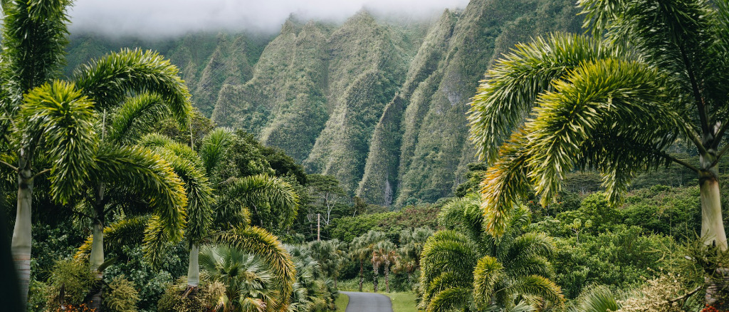 Hawaii 🏄 in $230s-$450s RT