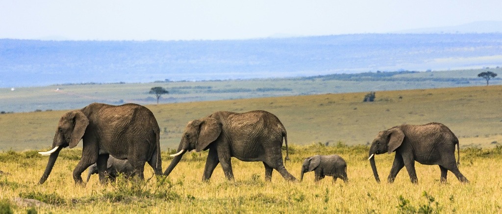 Nairobi 🦒 in €470s-€510s rtn 