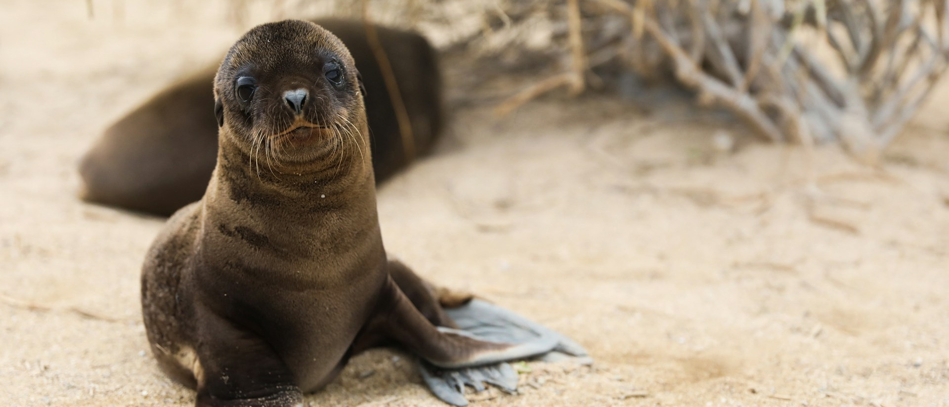 The Galápagos  in $380s-$490s RT