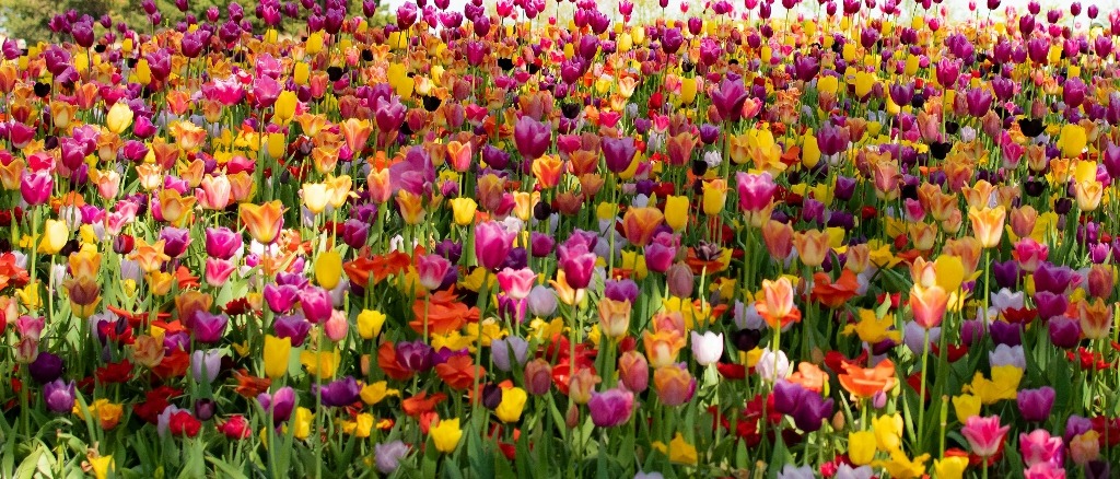 Amsterdam 🌷 at $413 RT