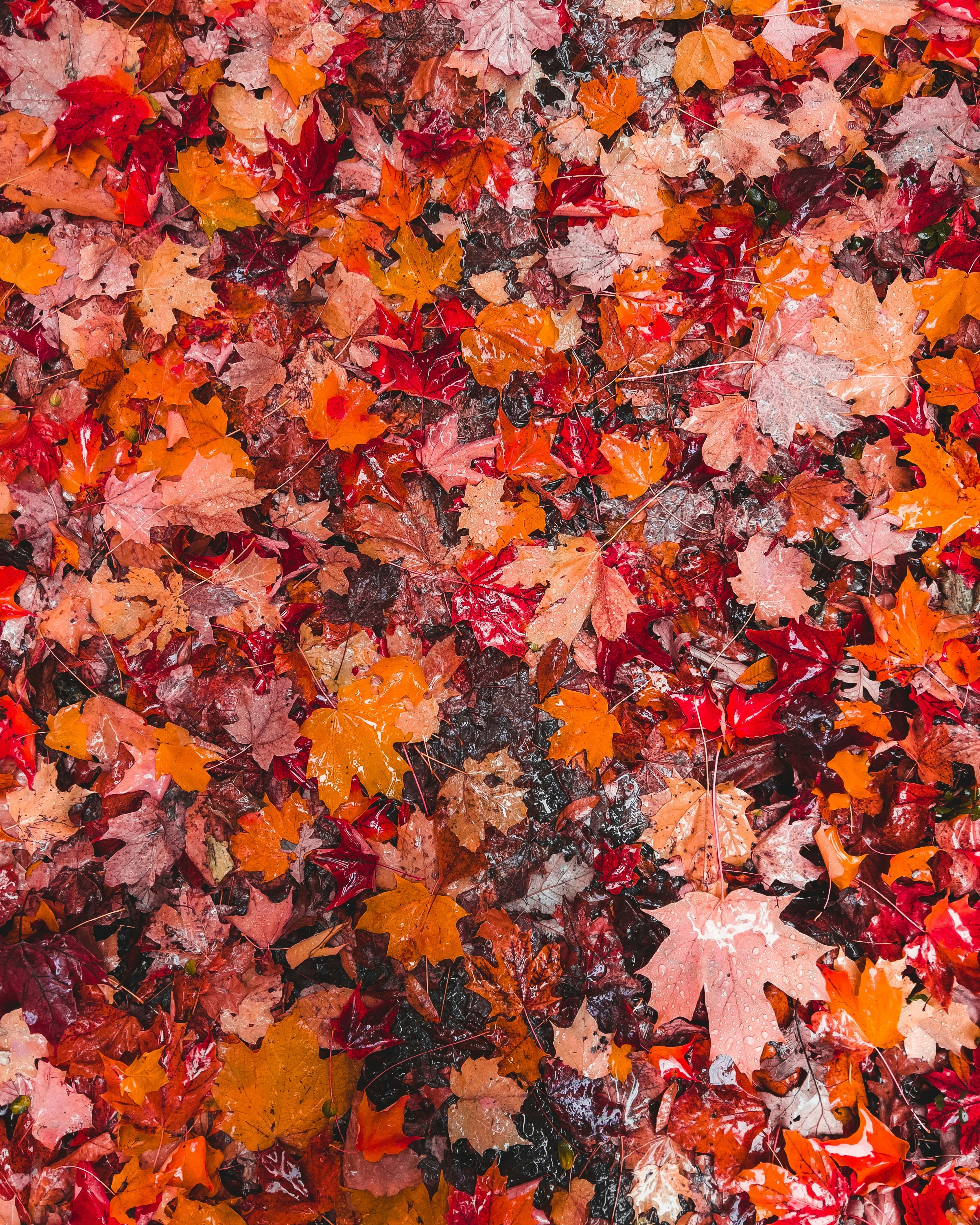 Maple leaves