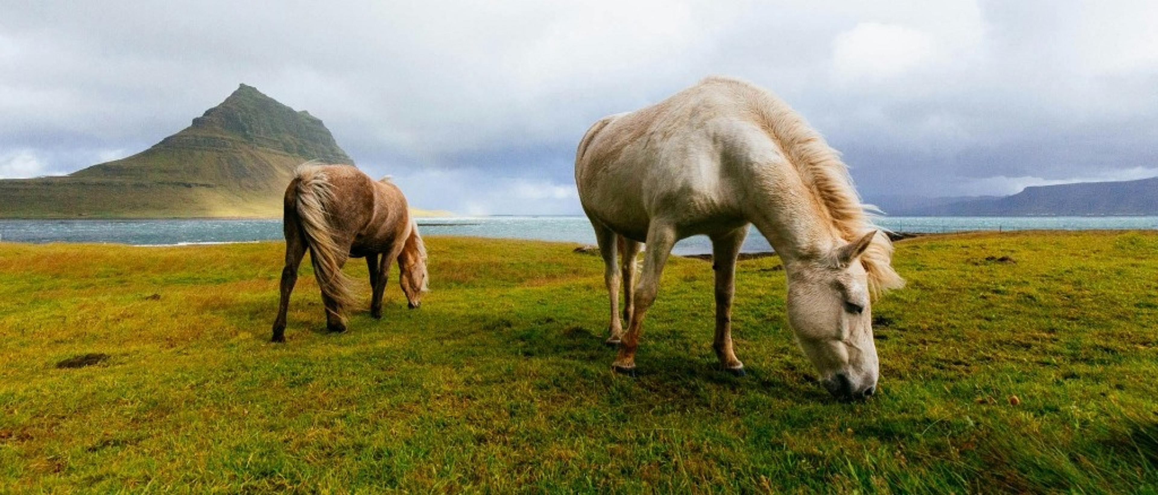 Iceland 🐴 at $299 RT 