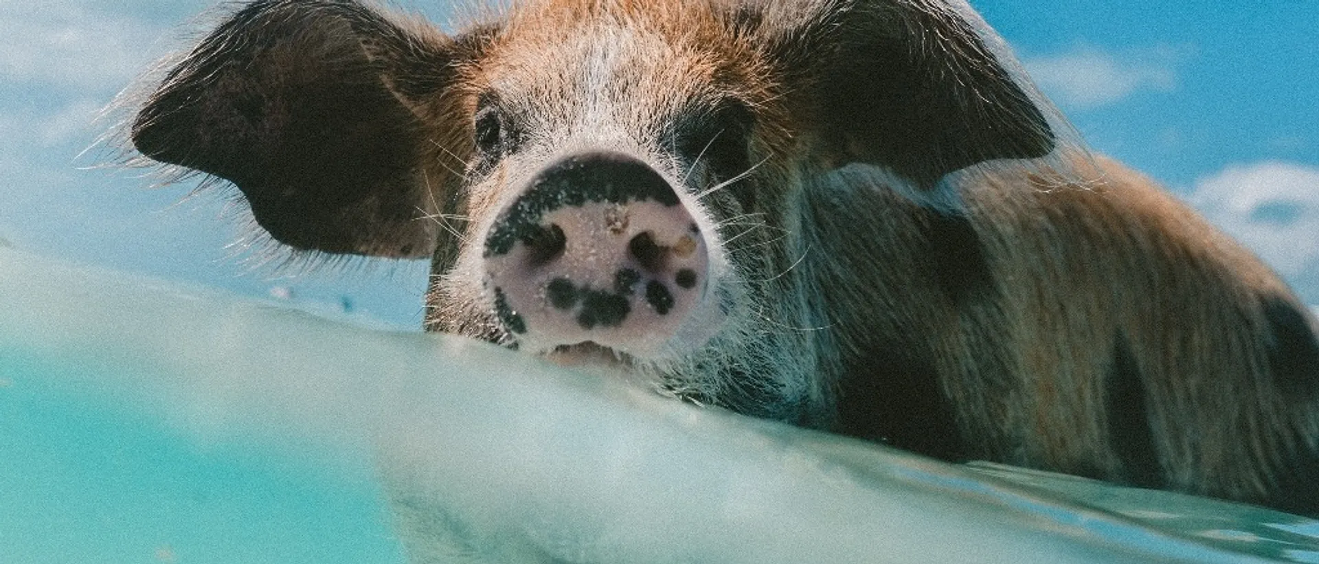Nassau 🐽 at $378-$409 RT from Toronto