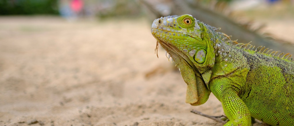 Aruba & St Maarten  in $350s-$480s RT