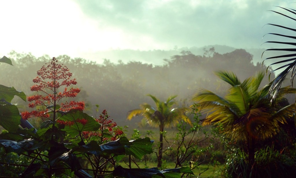 Rainforest