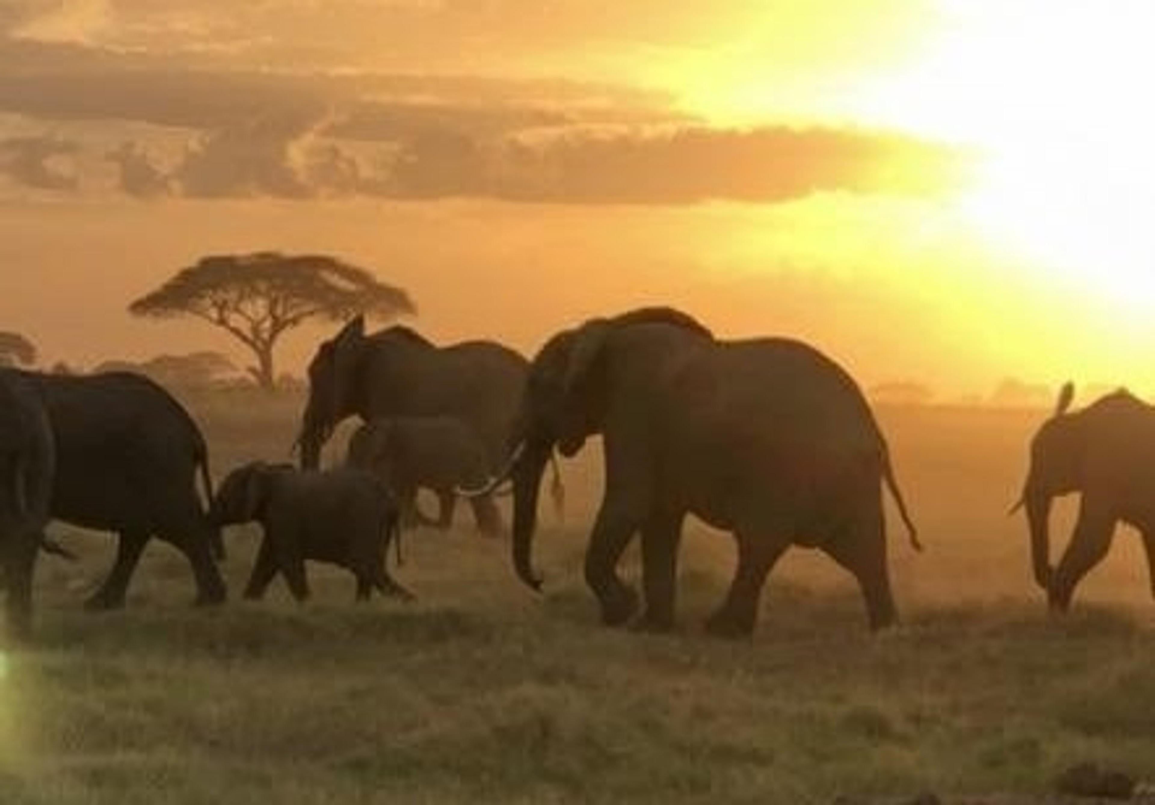 A herd of elephants traverses the savanna at sunset in the Serengeti National Park.