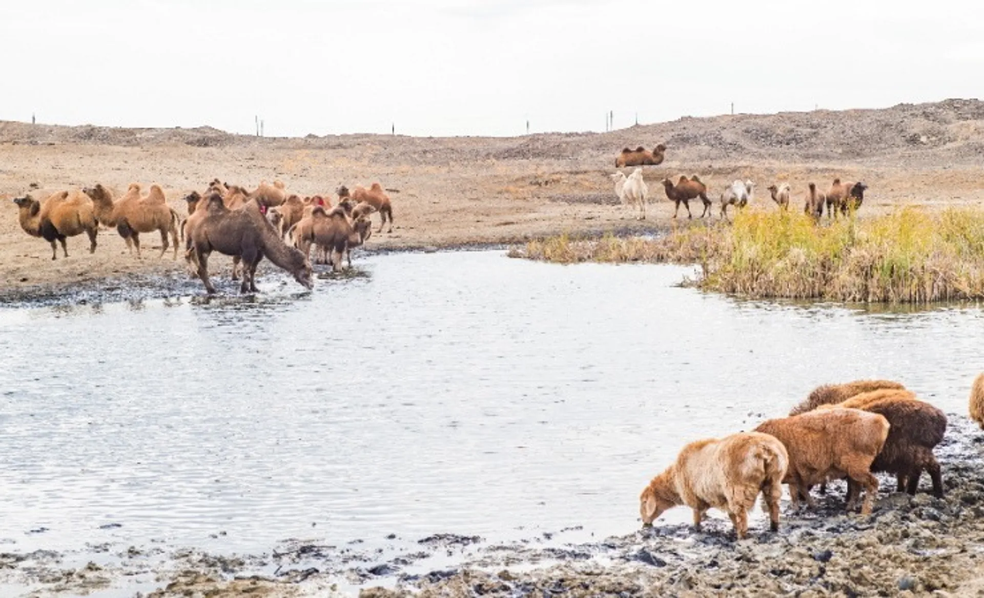 Bactrian camels and sheep gather around a watering hole in the Gurbantunggut Desert