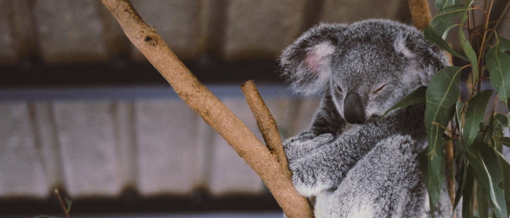 Brisbane 🐨 in $850s-$960s RT