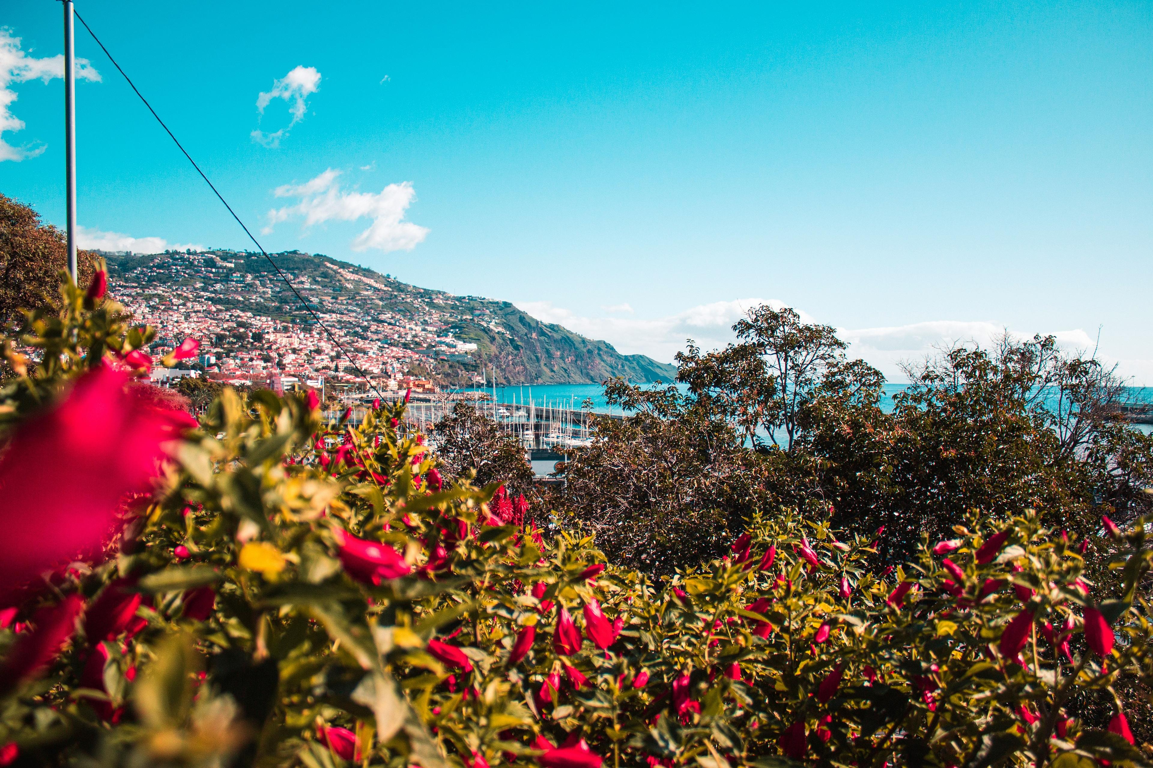 Vibrant red flowers frame a view of Funchal harbor in Madeira, nestled against a mountainous backdrop.