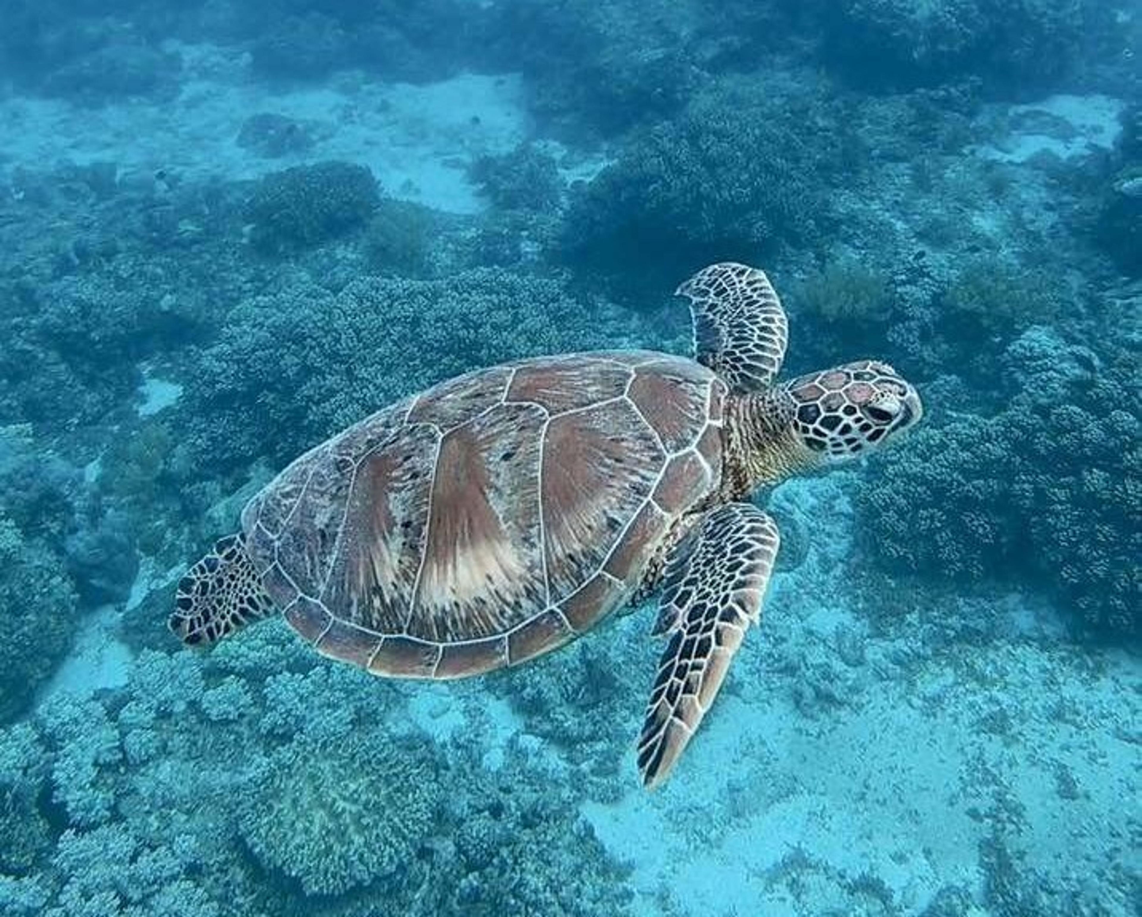 A sea turtle gracefully swims over vibrant coral reefs in the pristine waters of the Maldives.