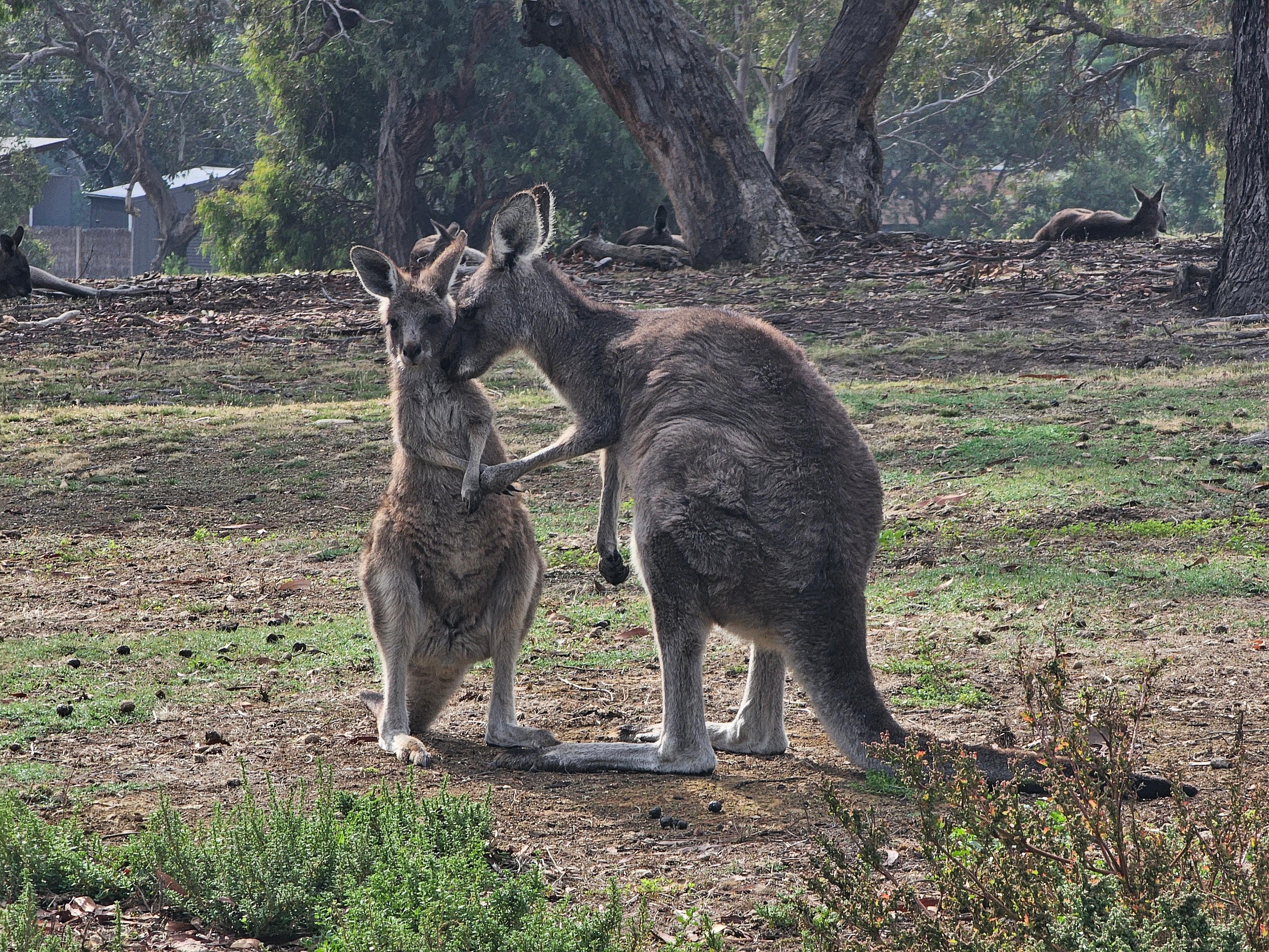 Roo spotting in Anglesea